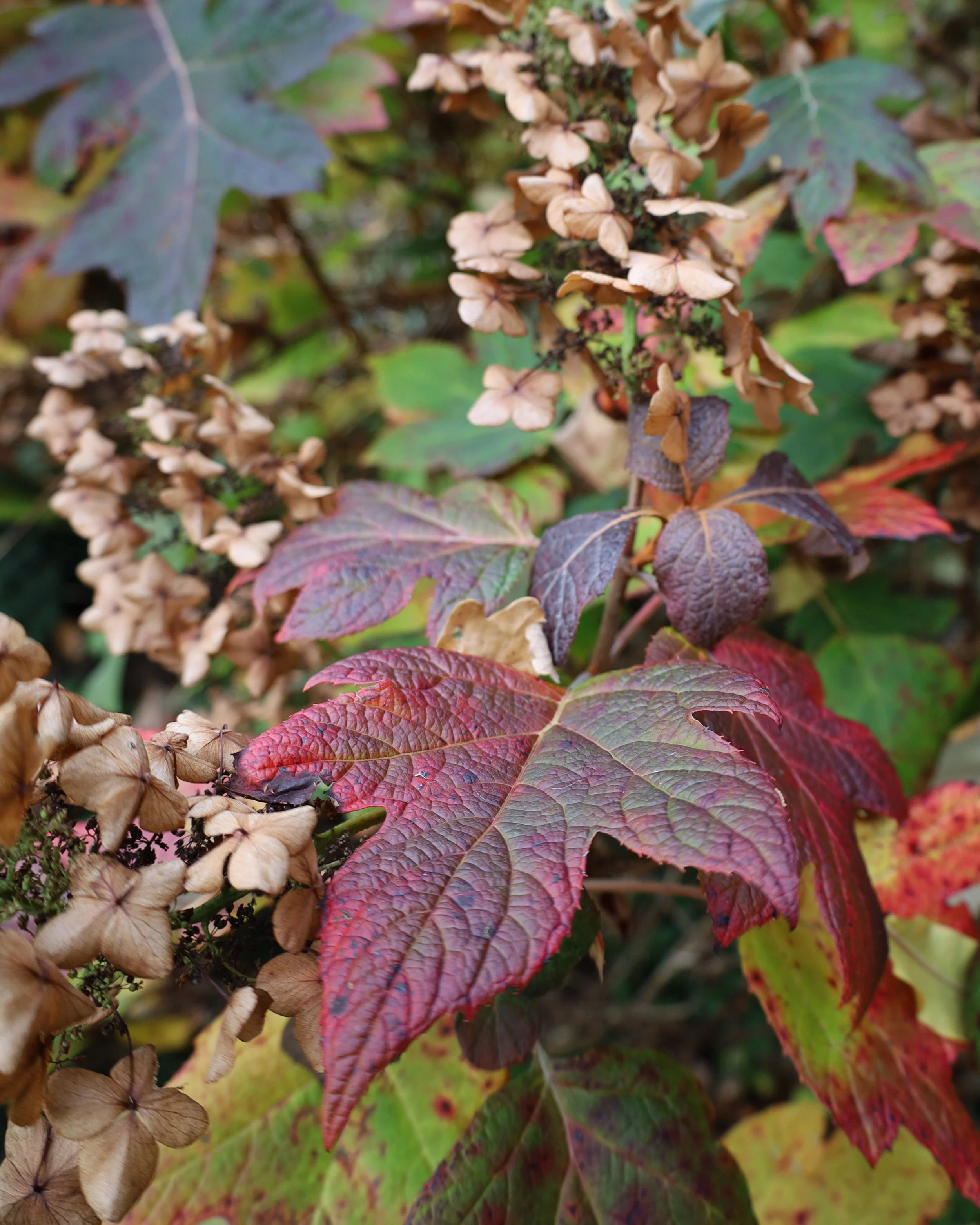 hortensja dębolistna7.JPG