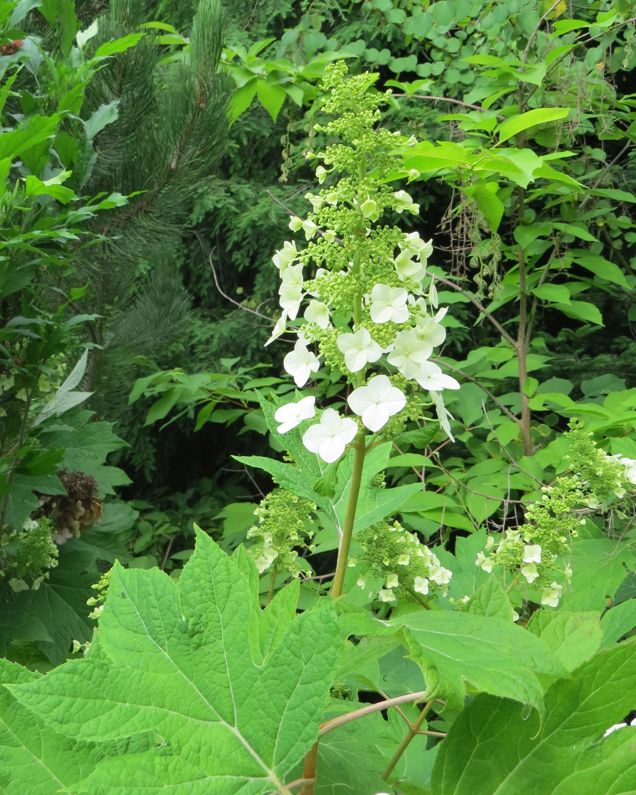 hortensja dębolistna11.JPG