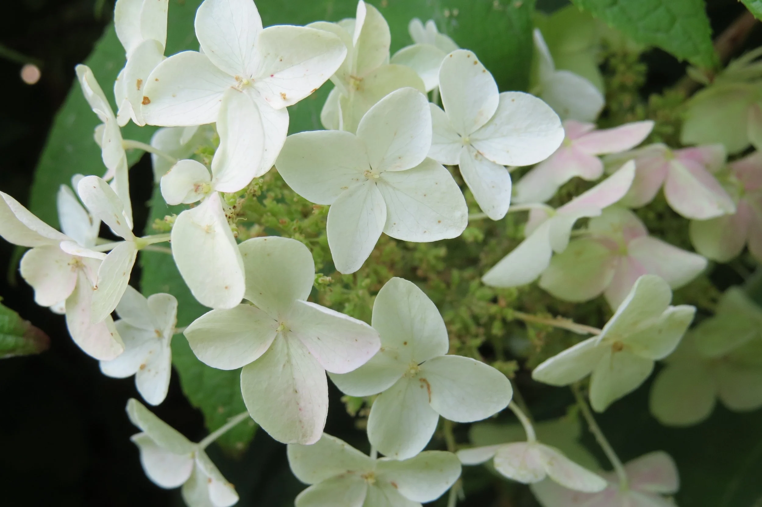 Hortensja dębolistna (Hydrangea quercifolia)
