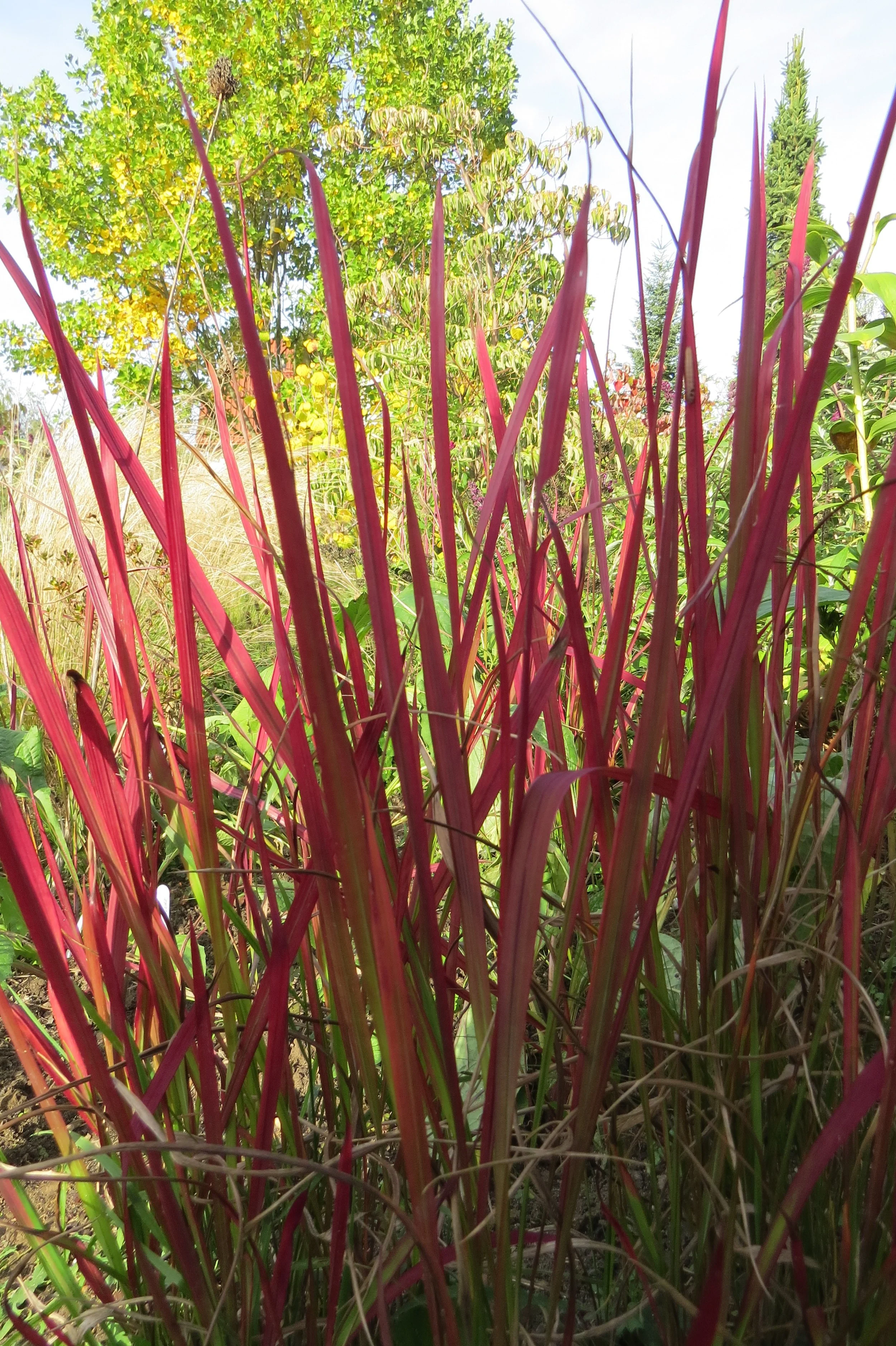 imperata cylindryczna.JPG