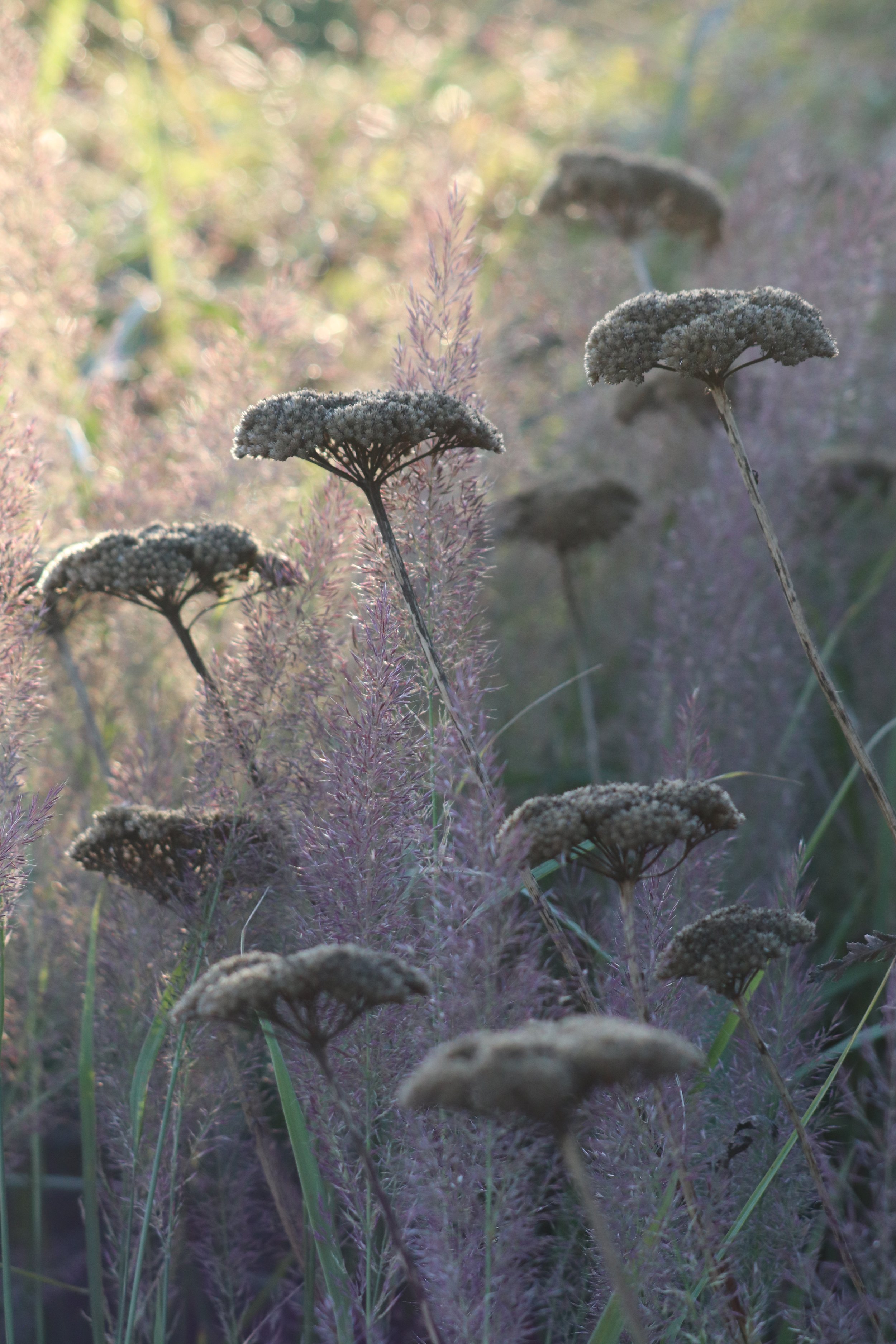 Achillea filipendulina _Parker_s Variety_ III.JPG