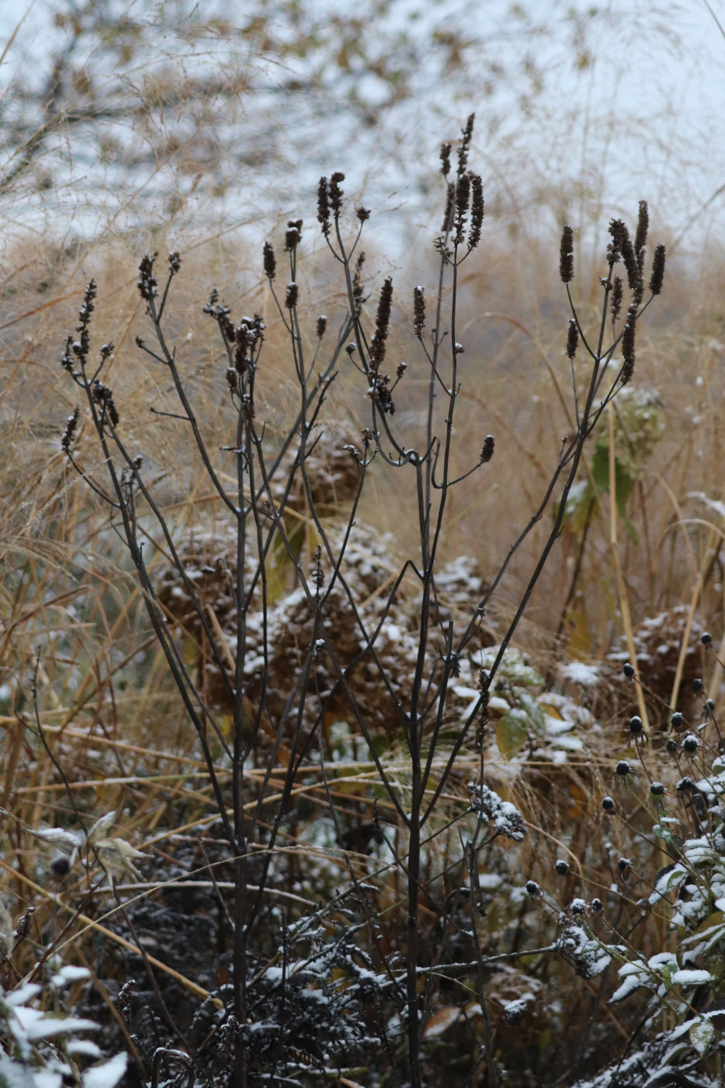 Agastache nepetoides II.JPG