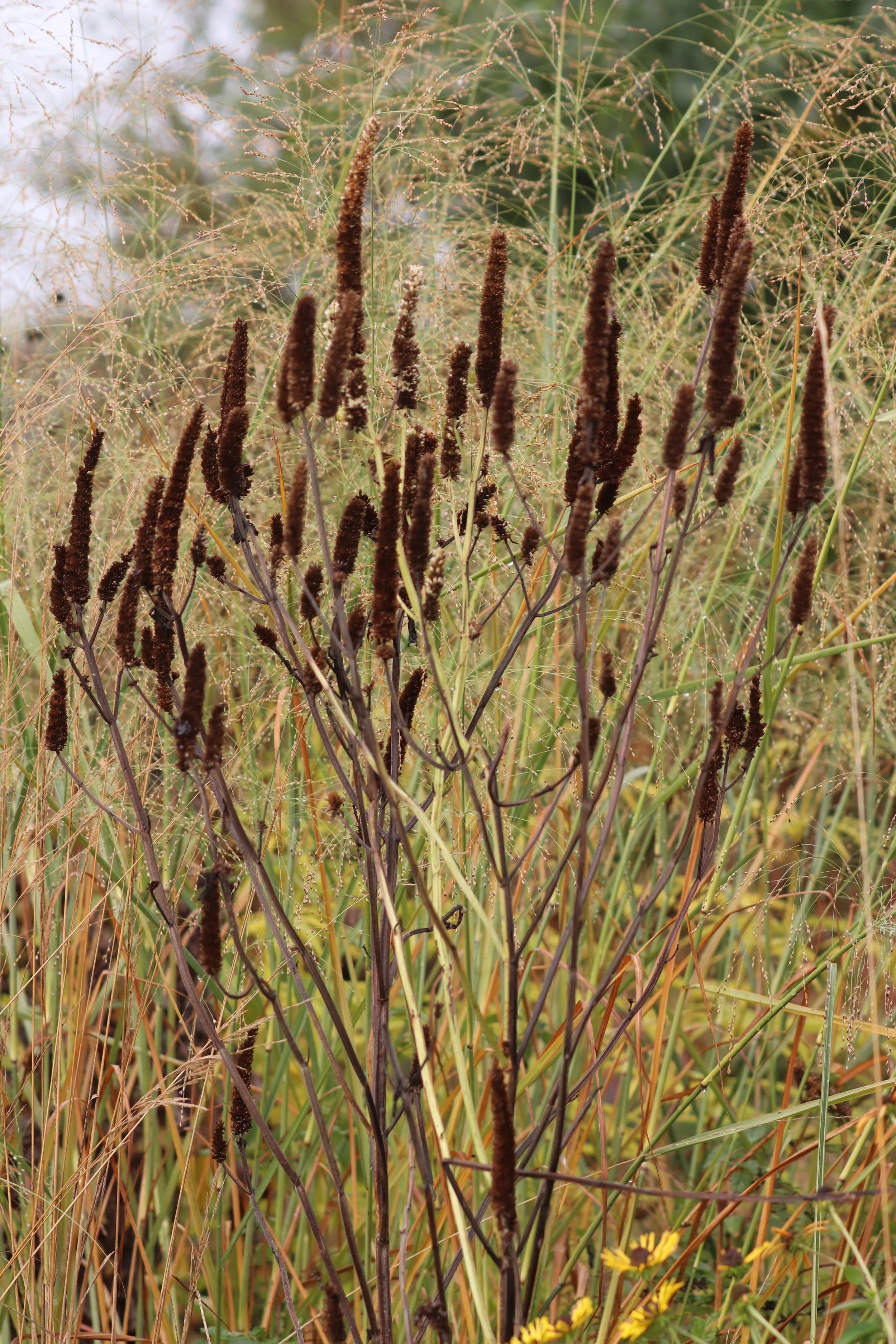 Agastache nepetoides.JPG
