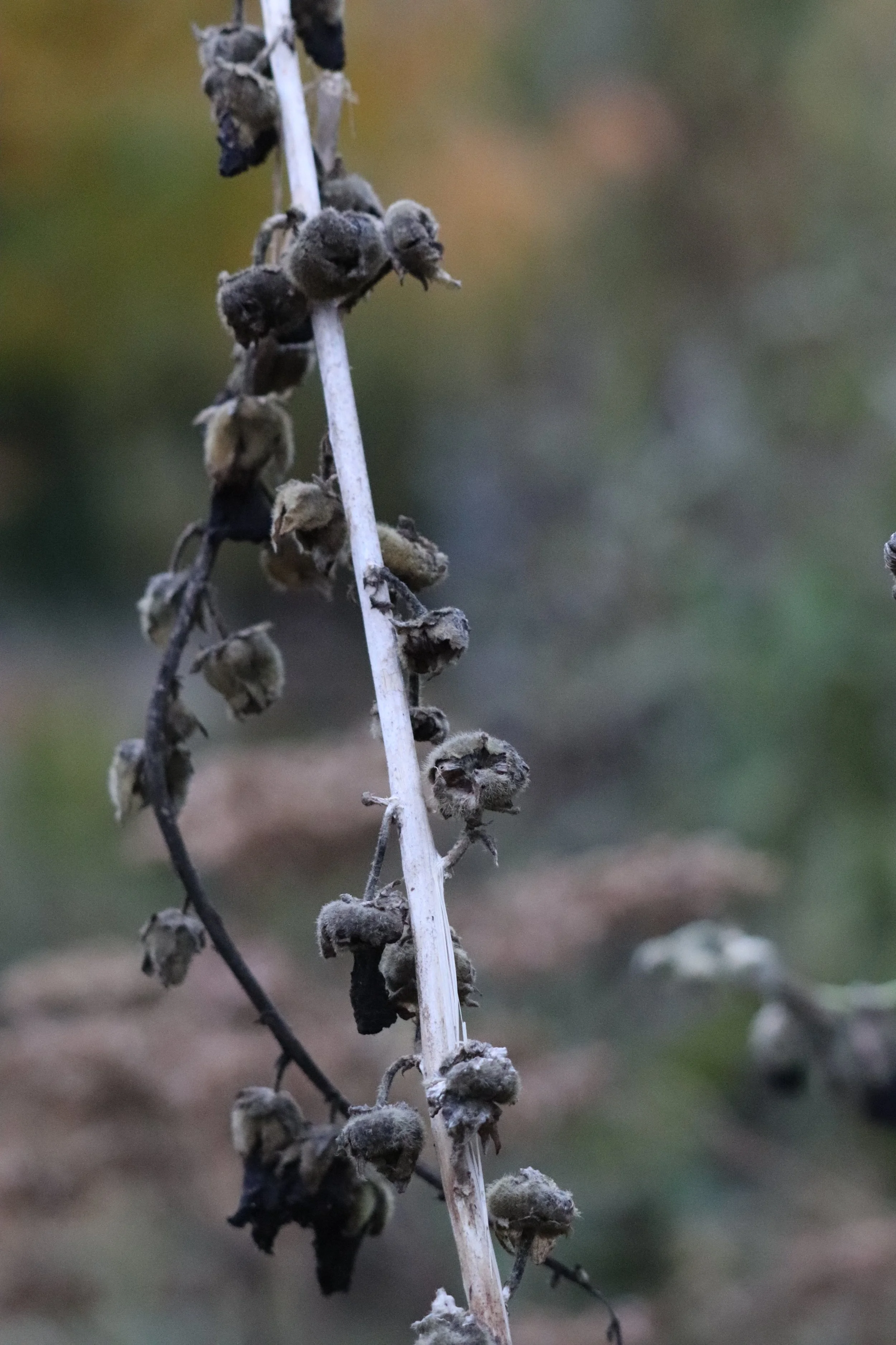 Alcea rosea _Nigra IV.JPG