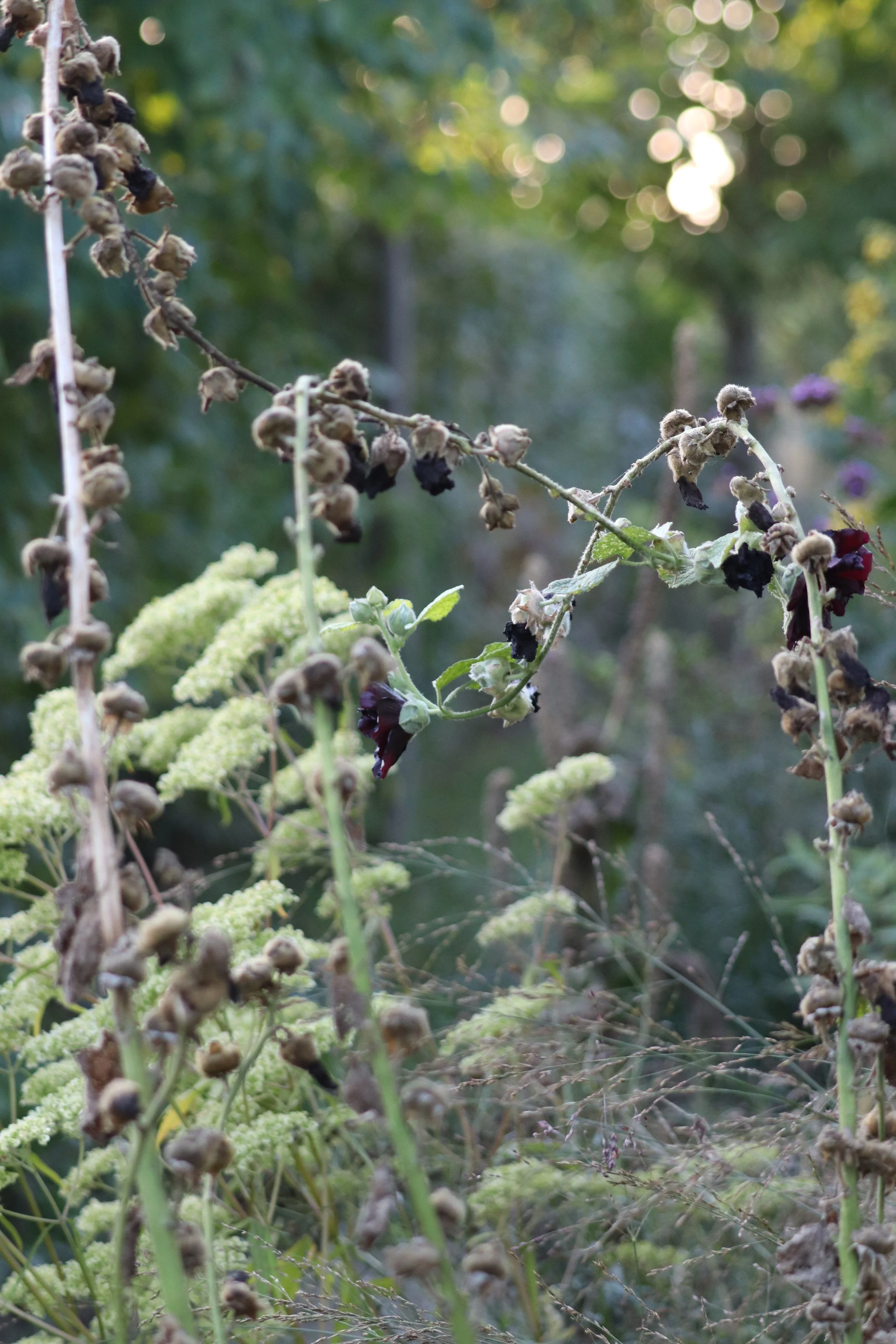 Alcea rosea _Nigra_.JPG