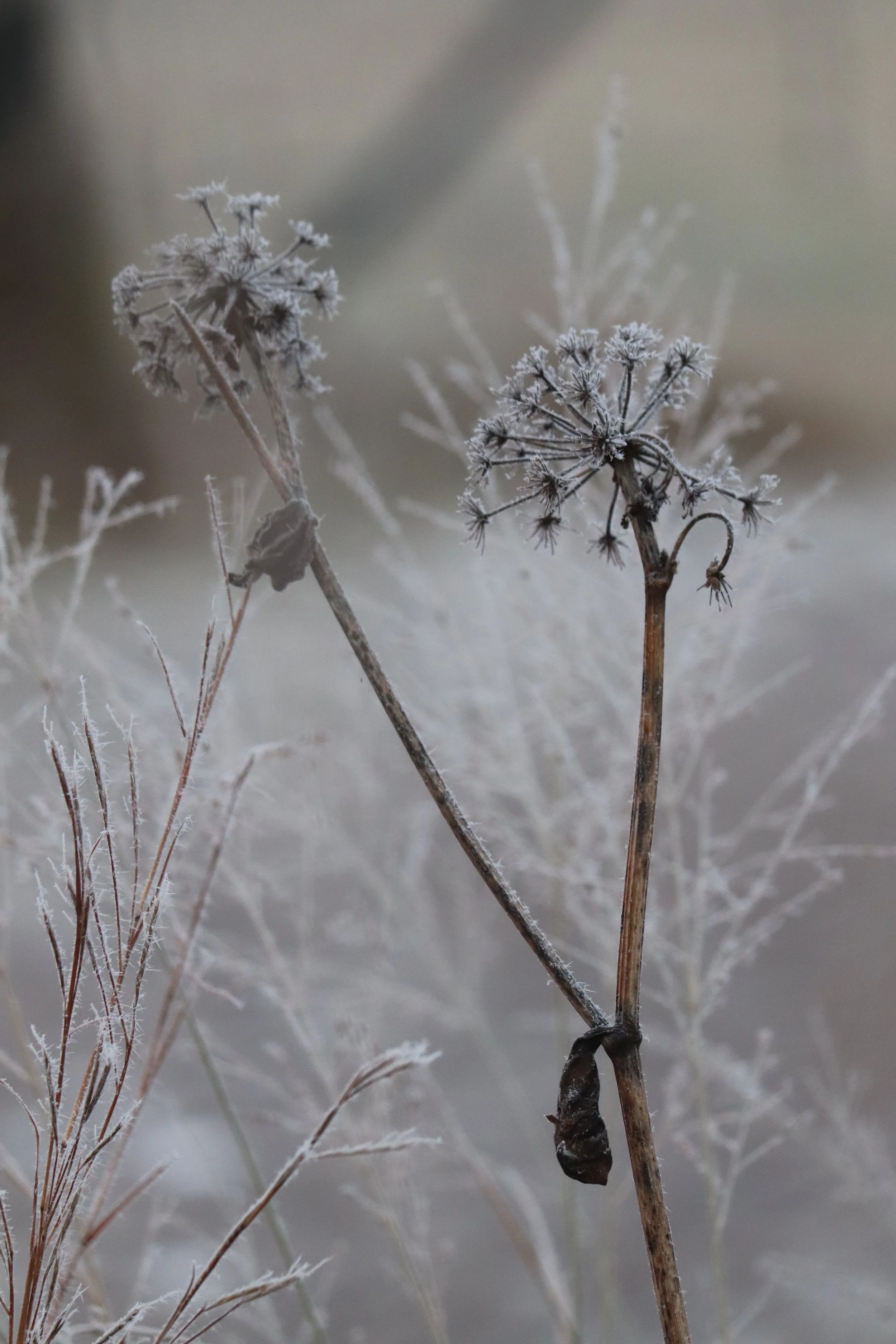 Angelica gigas II.JPG