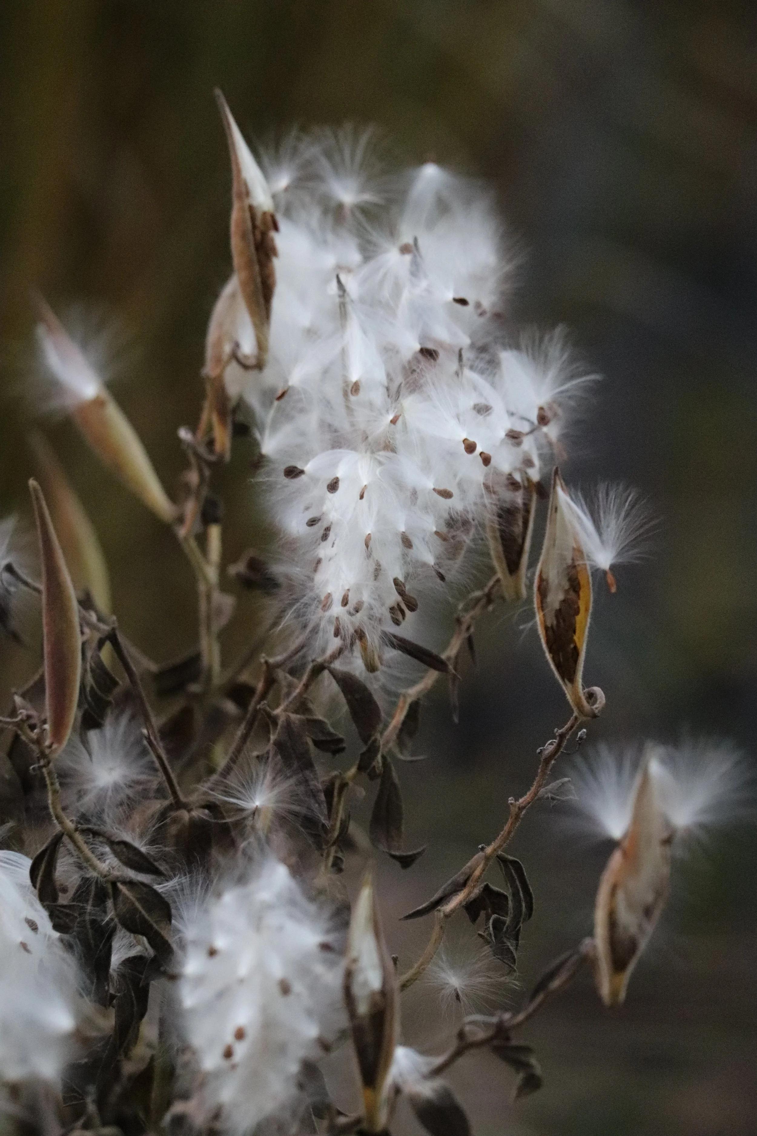 Asclepias tuberosa.JPG
