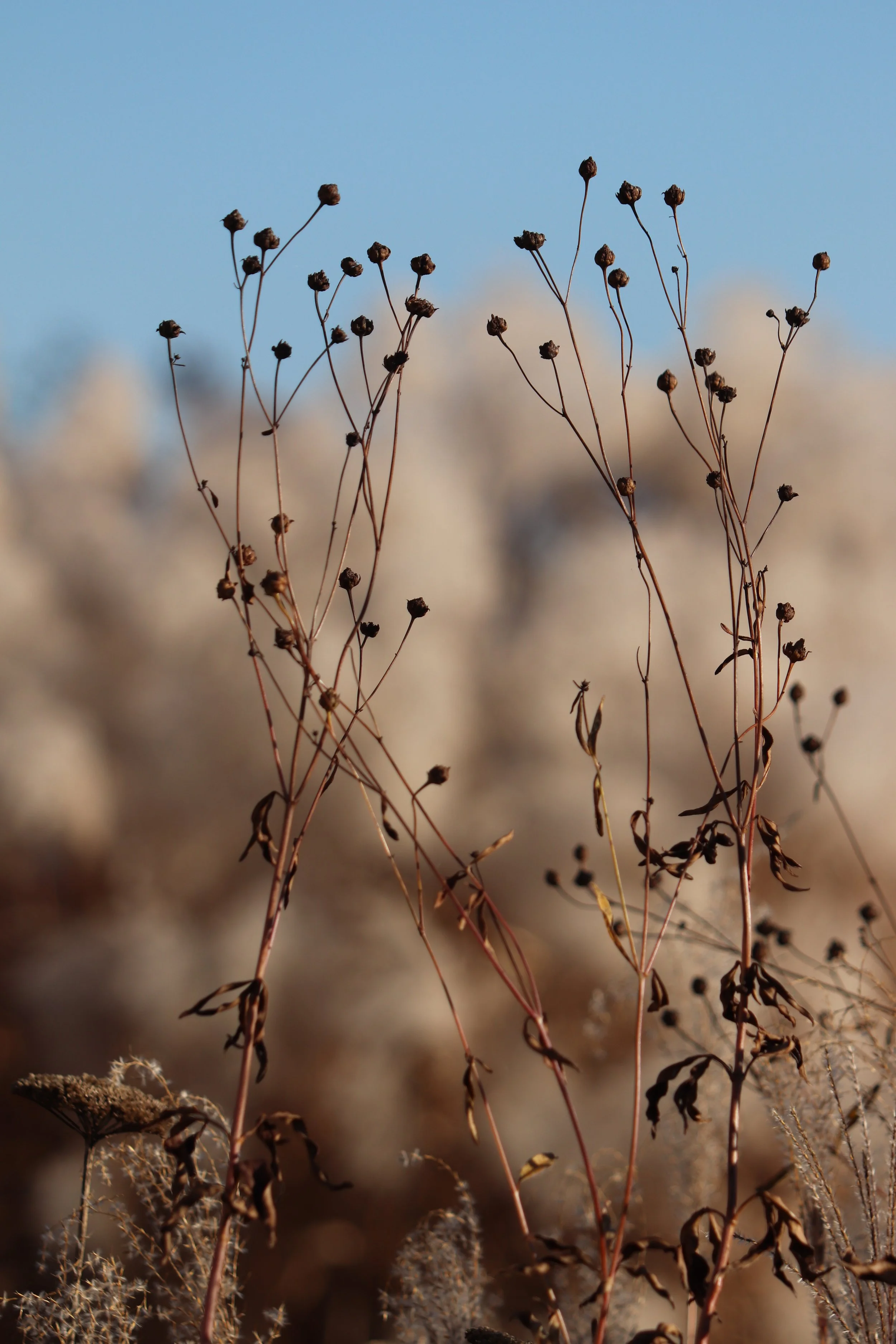 Coreopsis tripteris II.JPG