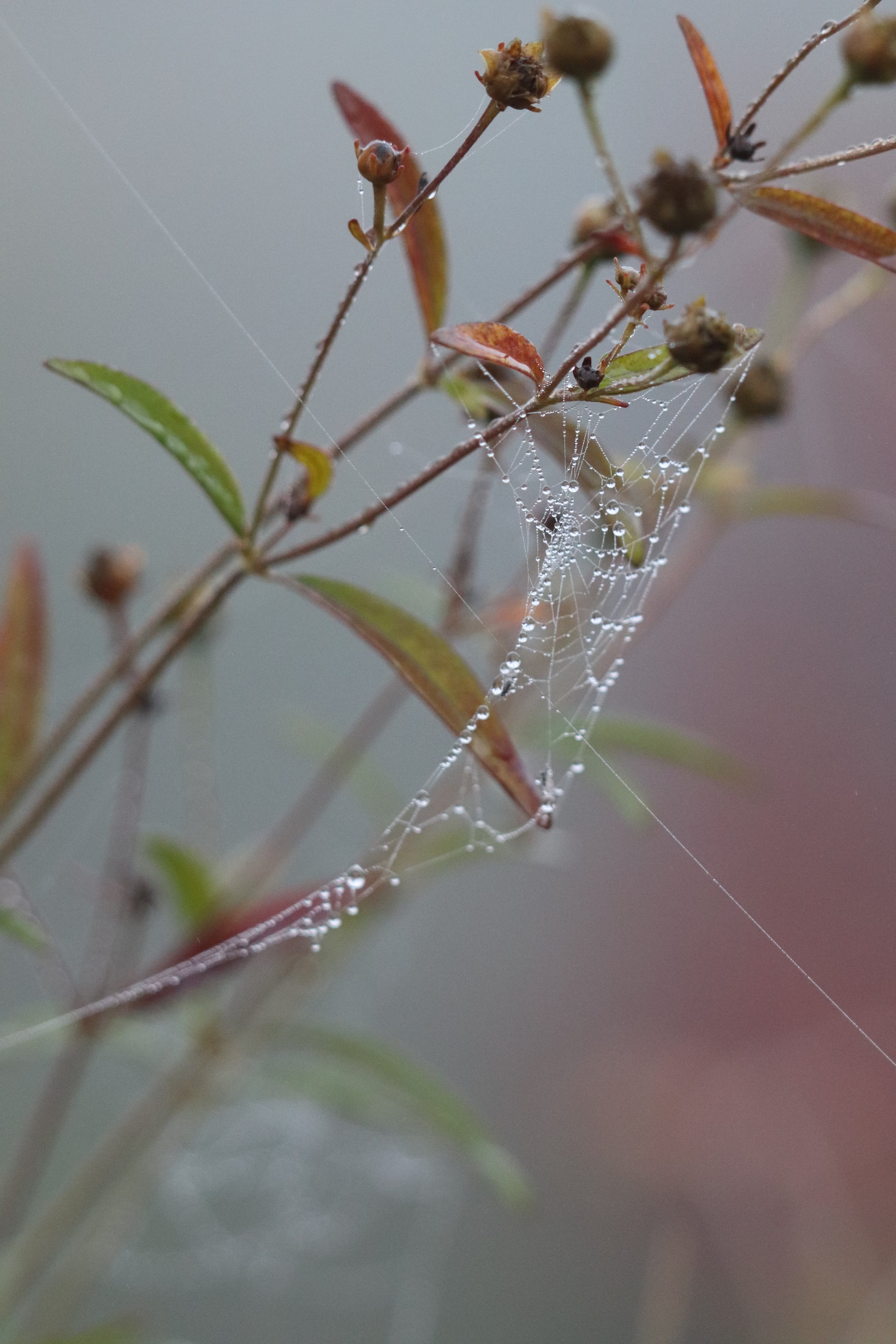 Coreopsis tripteris.JPG