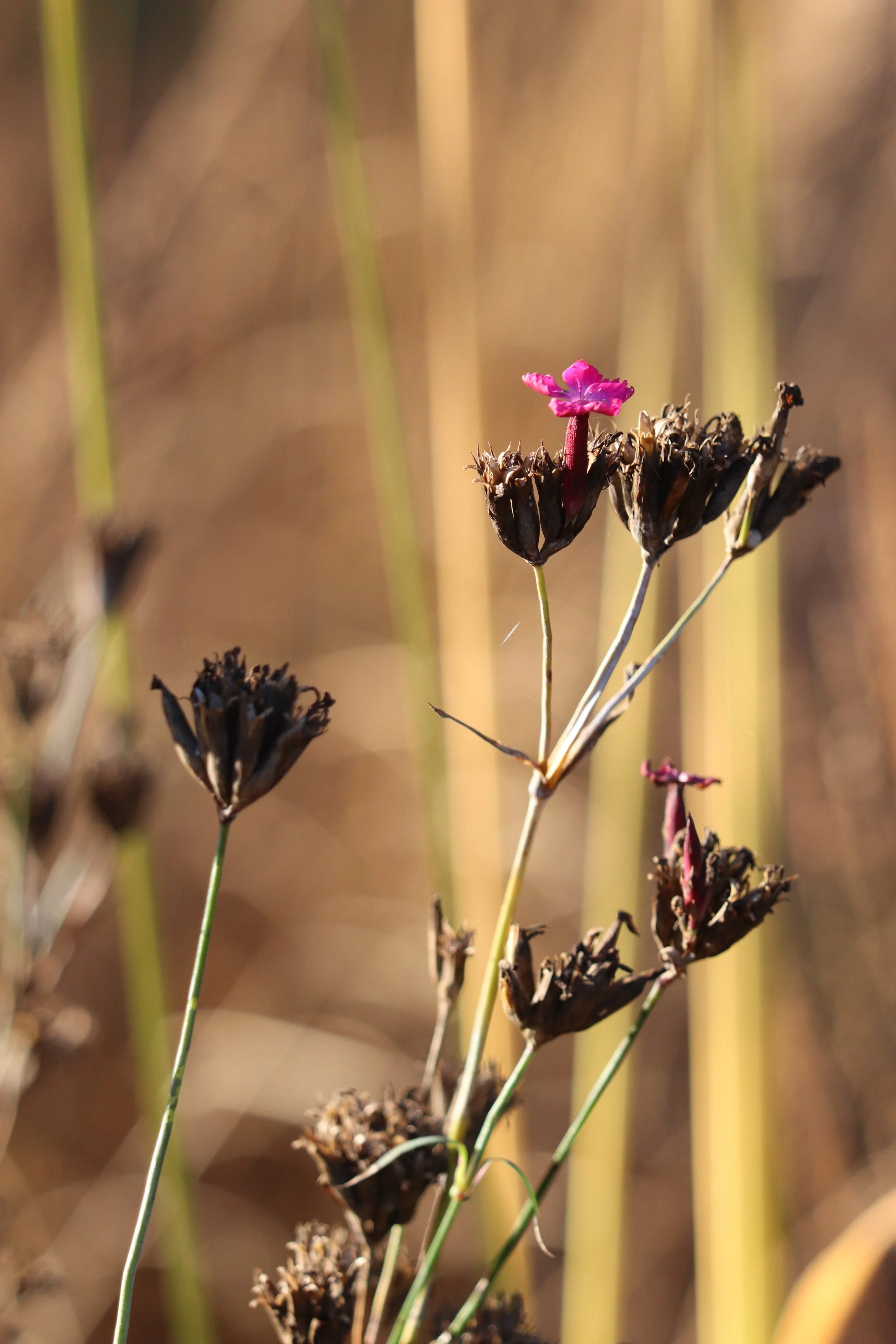 Dianthus carthusianorum II.JPG