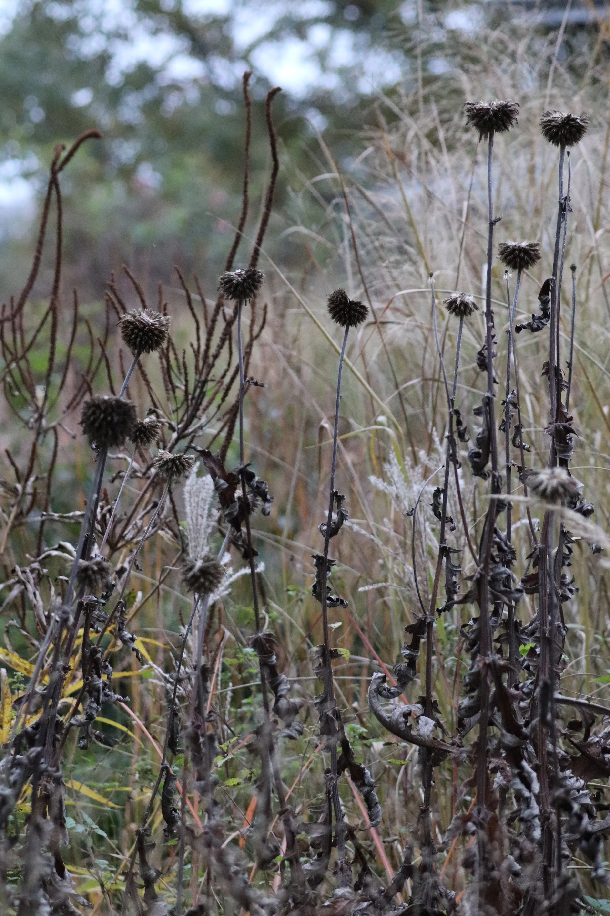 Echinops sphaerocephalus III.JPG