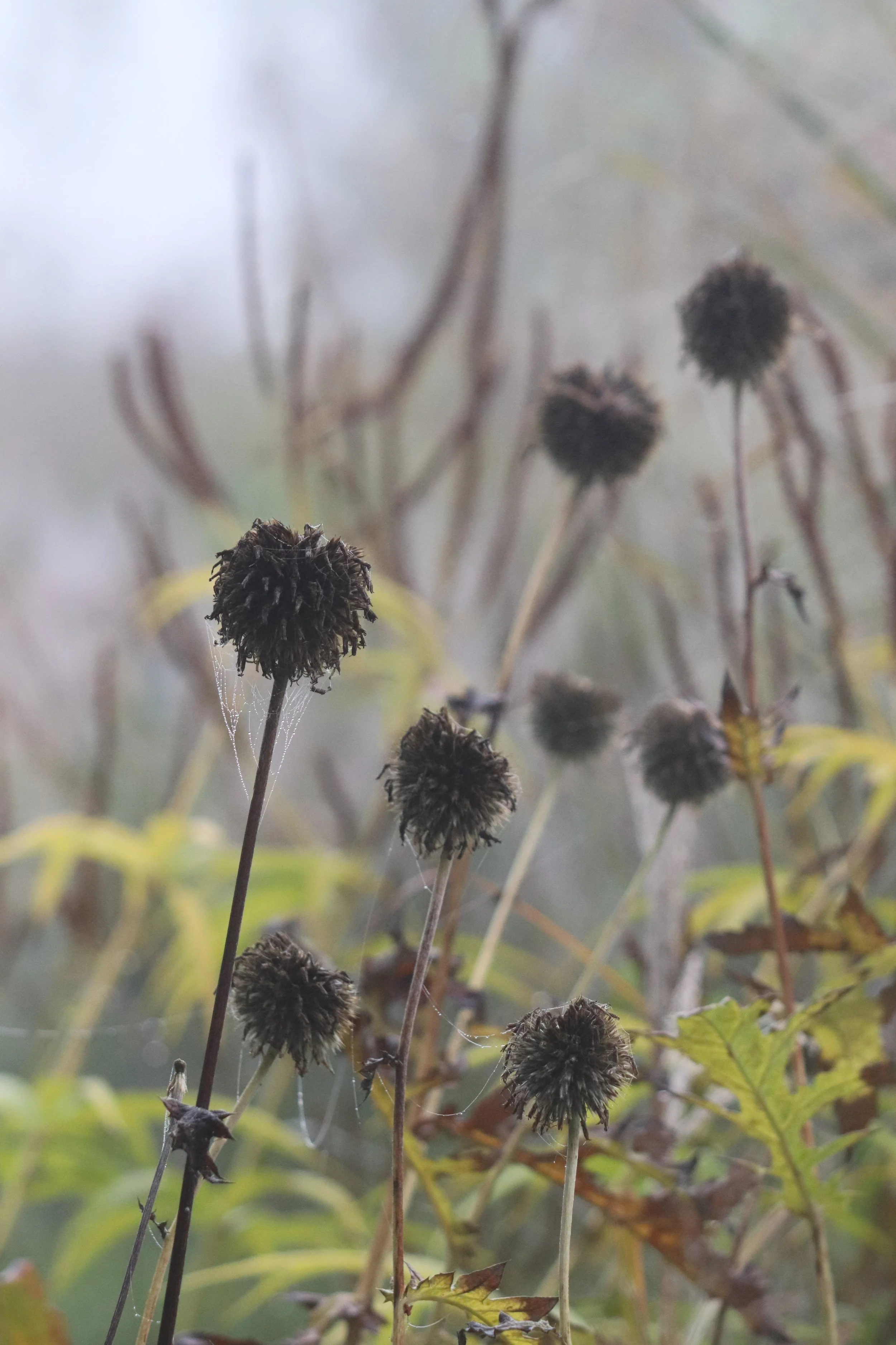 Echinops sphaerocephalus.JPG