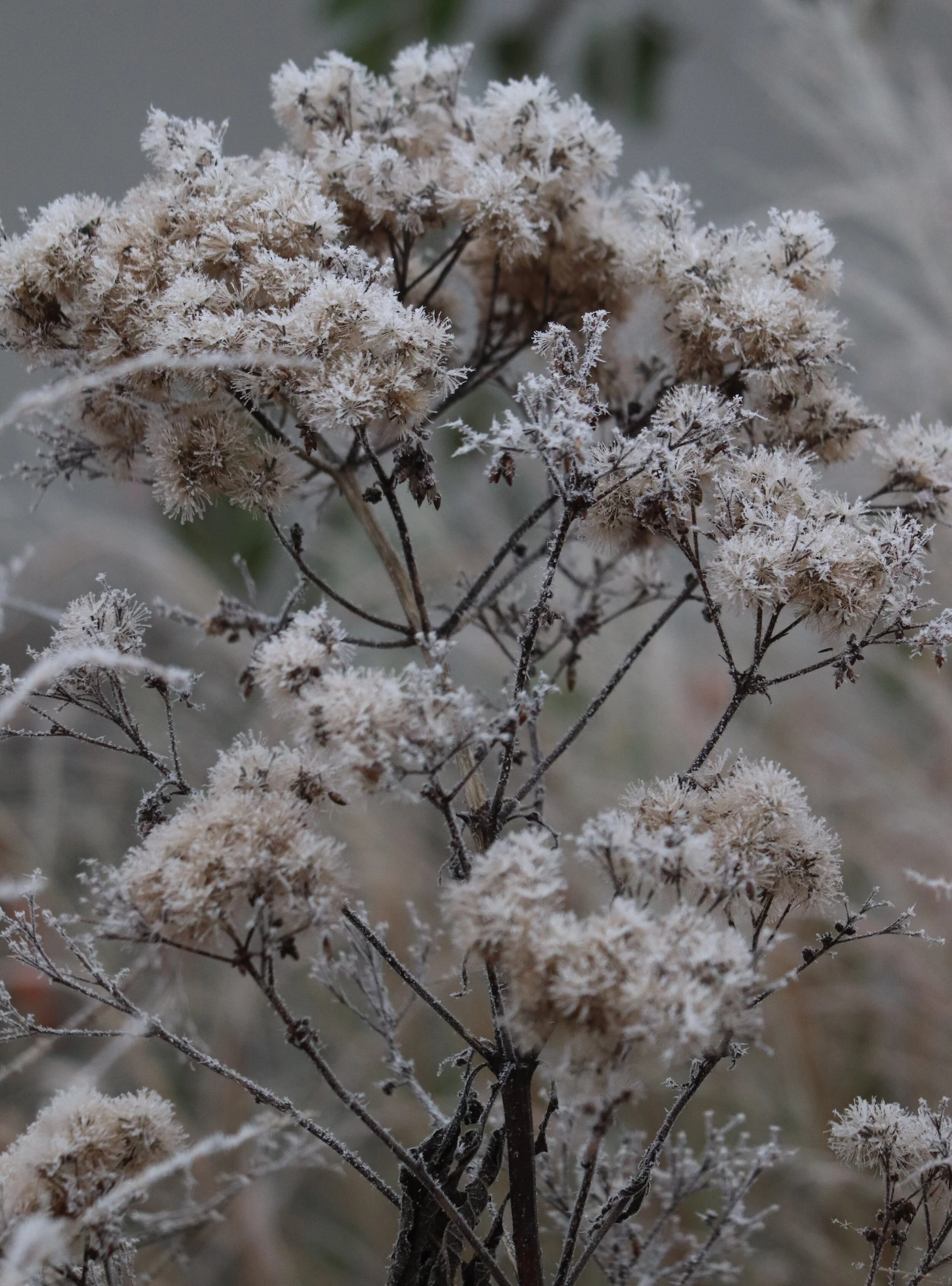 Eupatorium maculatum _Atropurpureum_ II.JPG