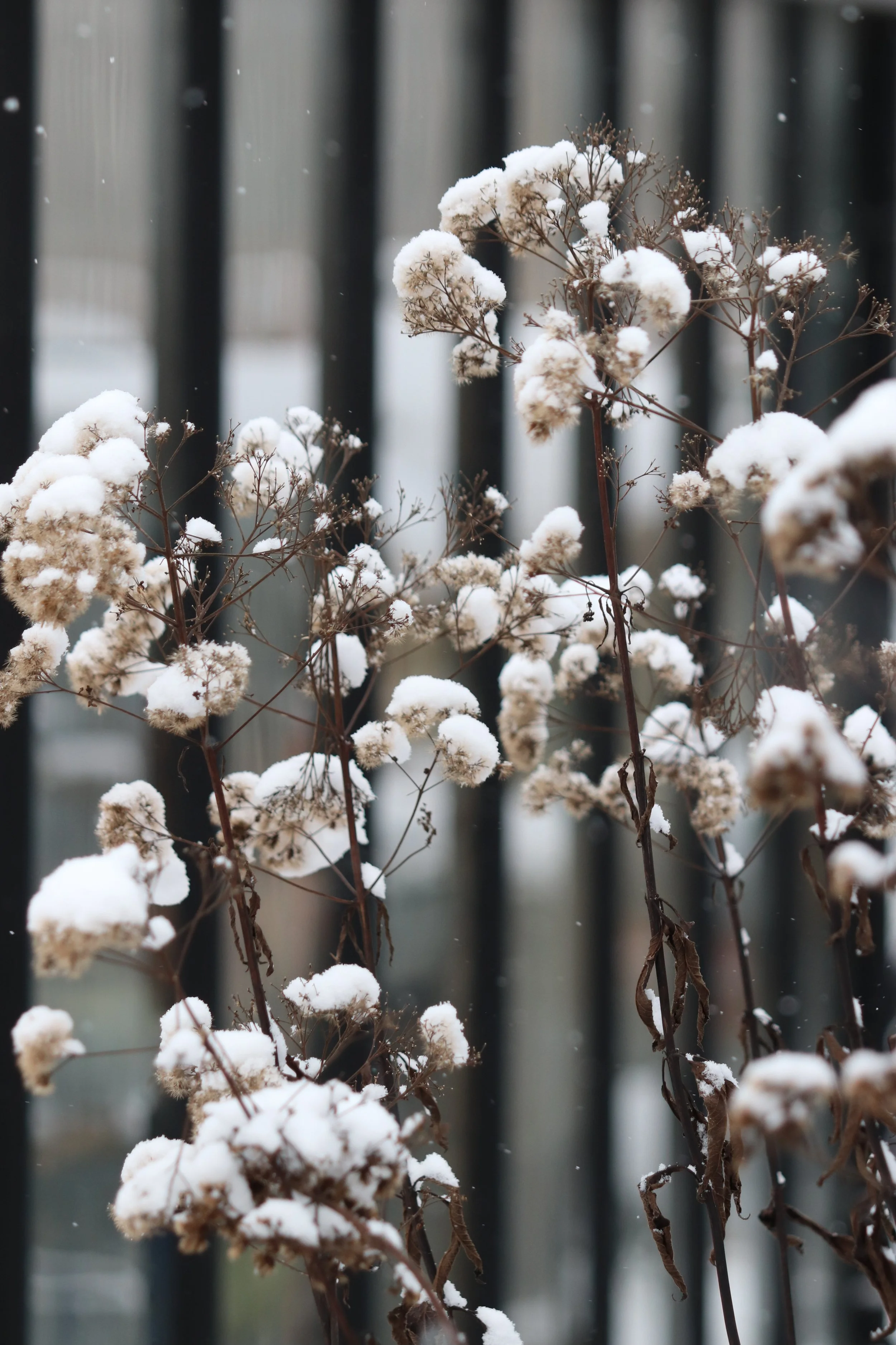 Eupatorium maculatum _Reisenschirm_.JPG