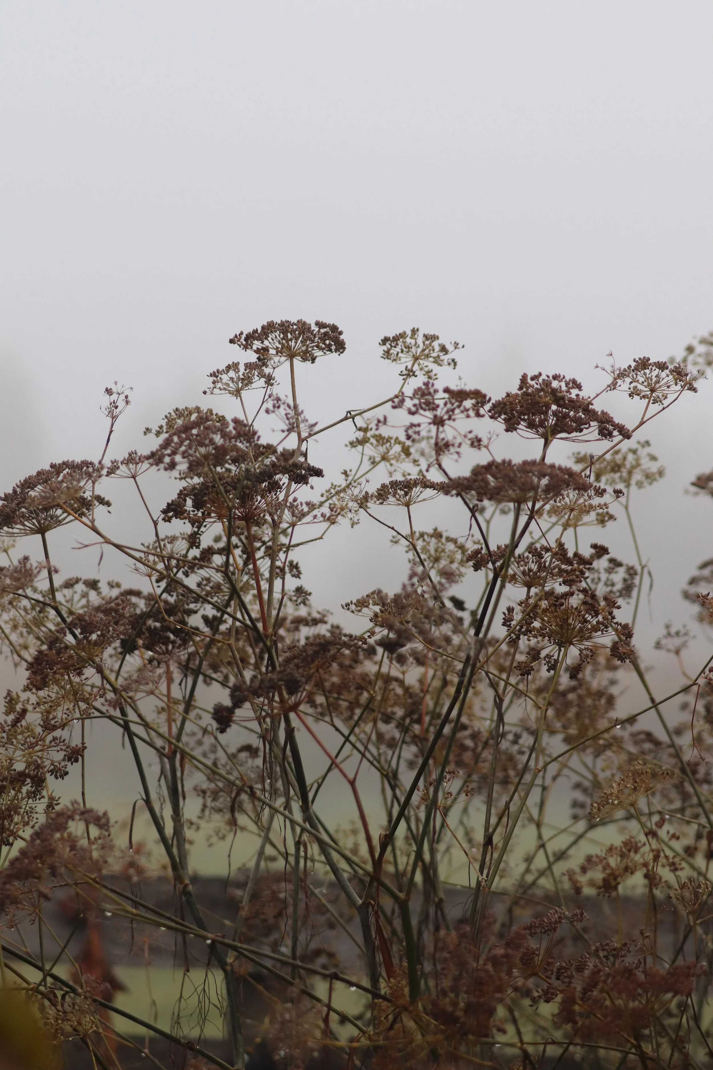 Foeniculum vulgare _Smoky_ III.JPG