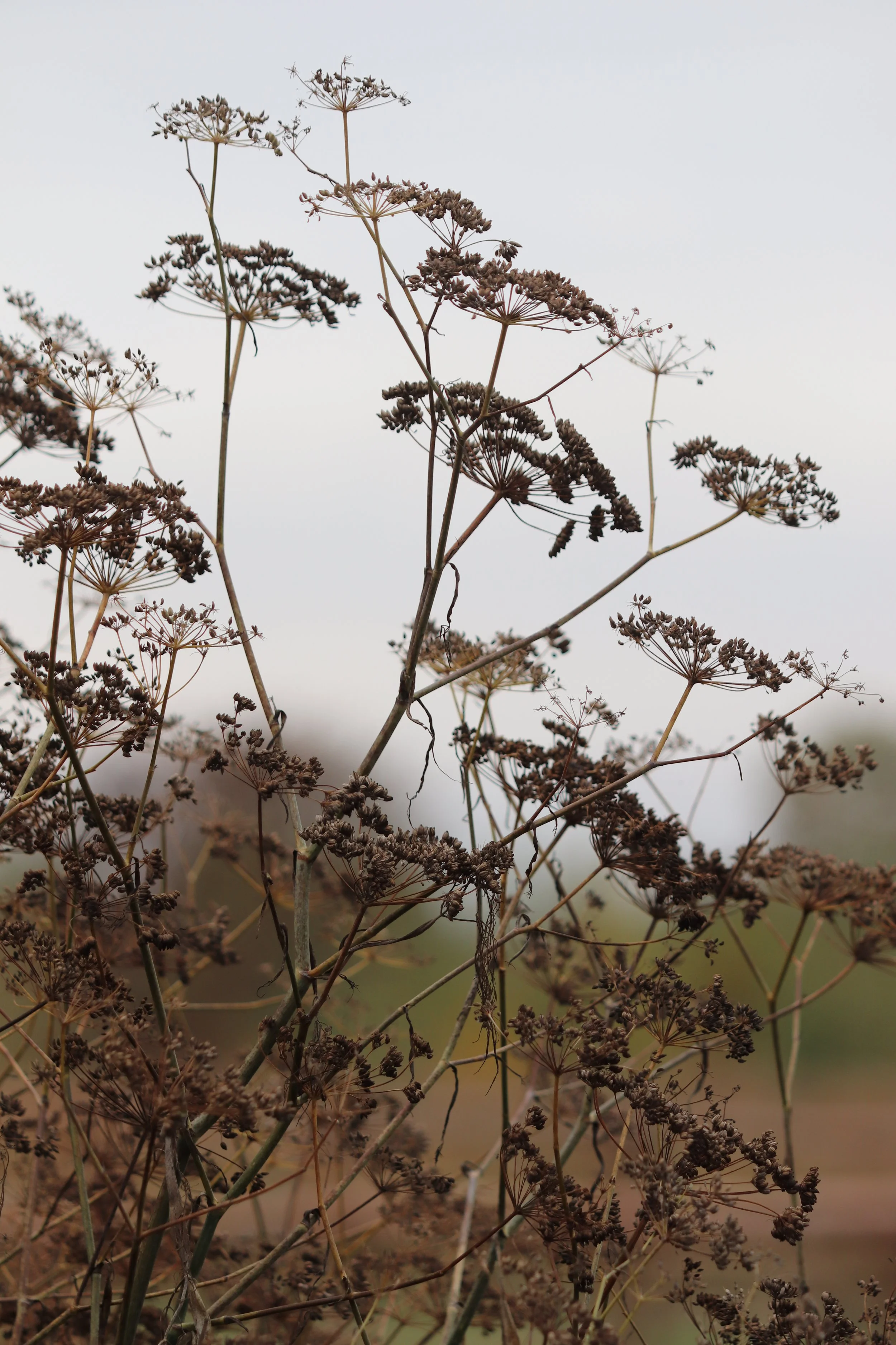 Foeniculum vulgare _Smoky_.JPG