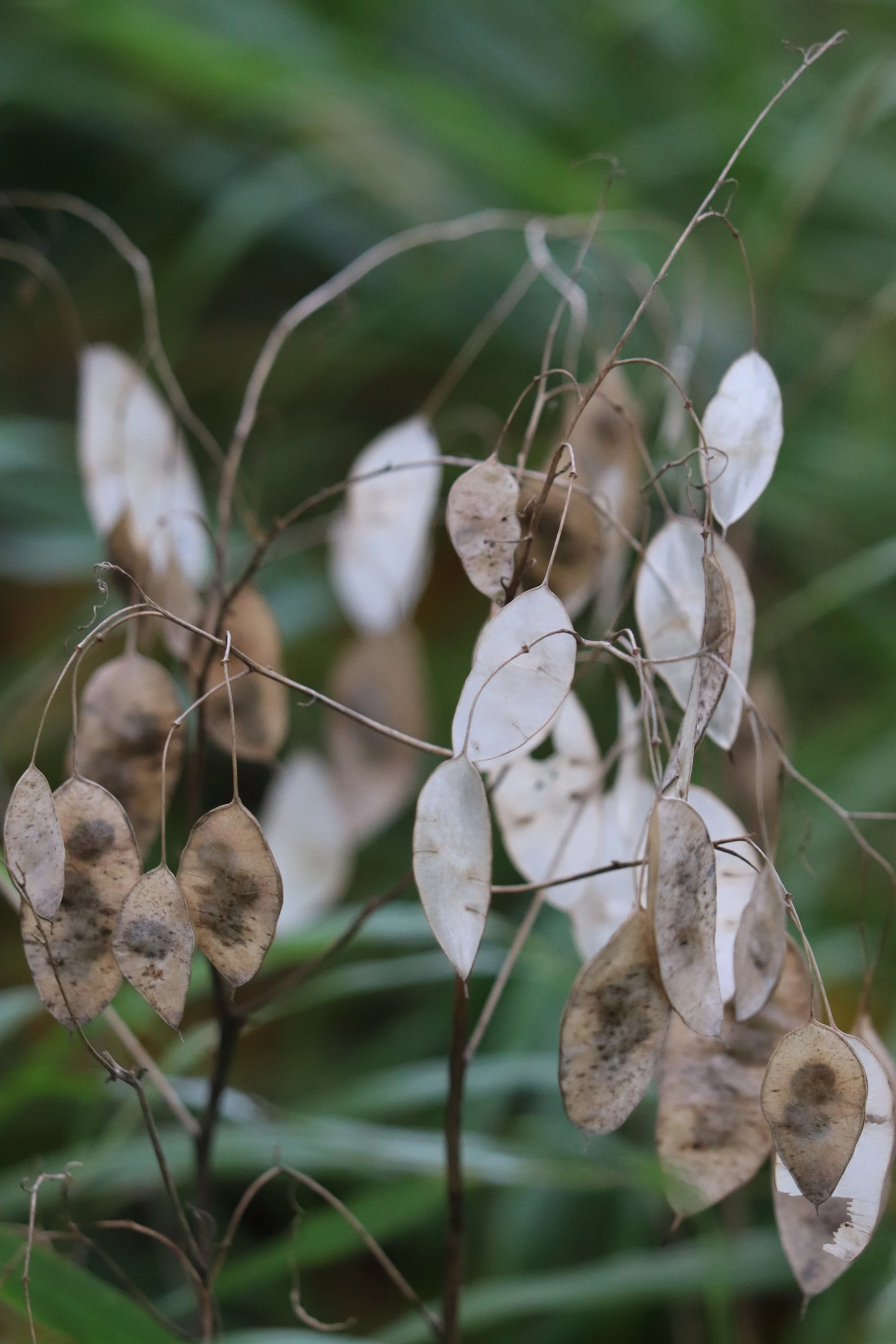 Lunaria rediviva II.JPG