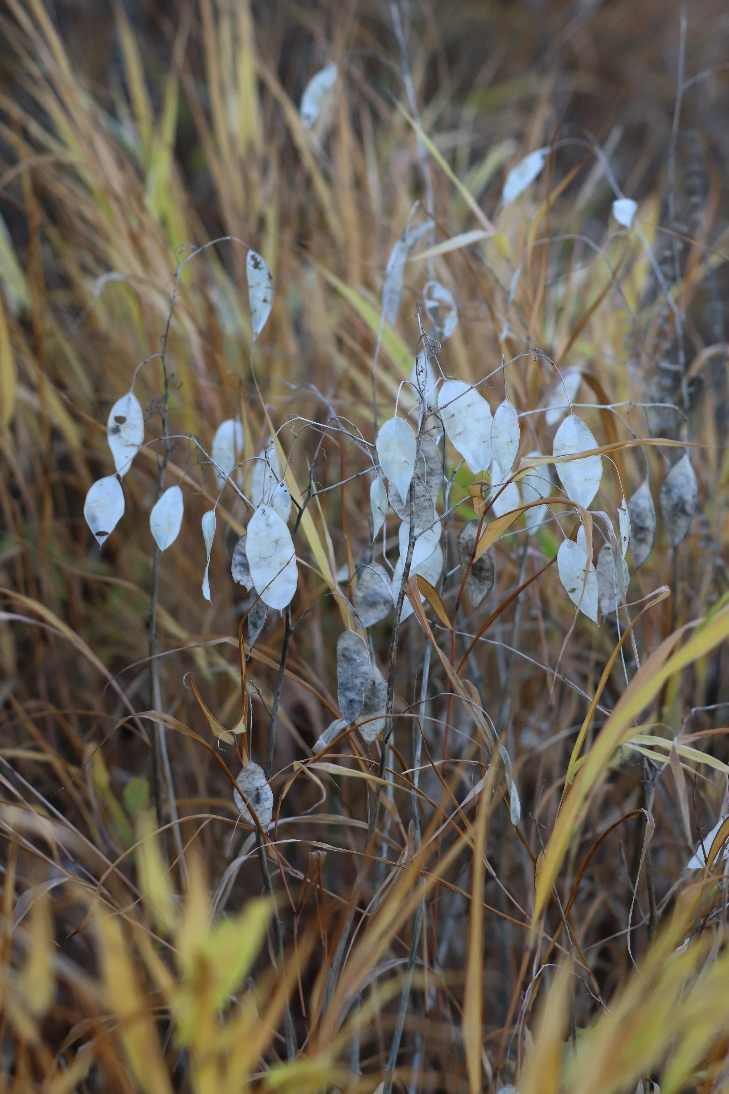 Lunaria rediviva.JPG