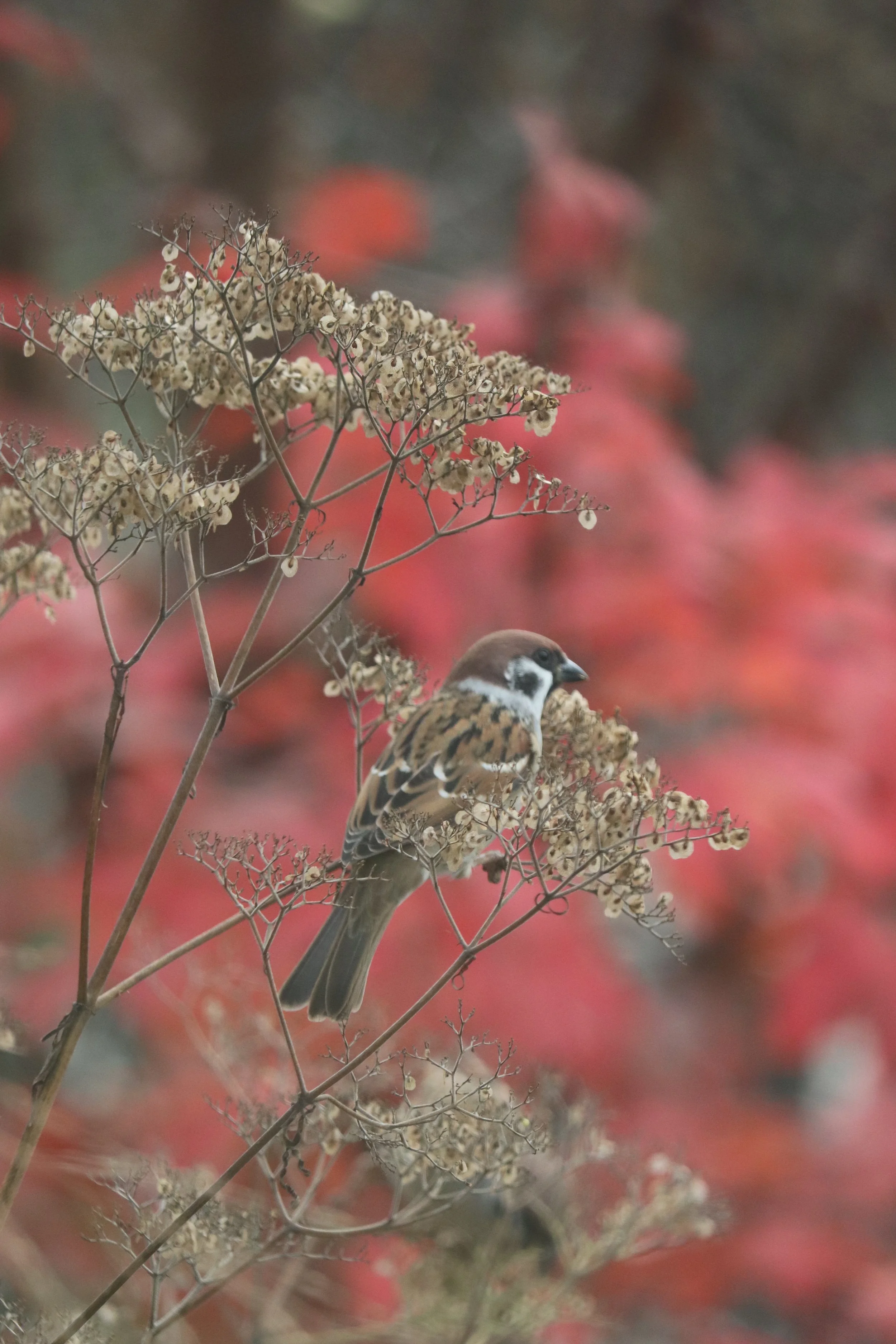 Patrinia monandra syn. punctiflora.JPG