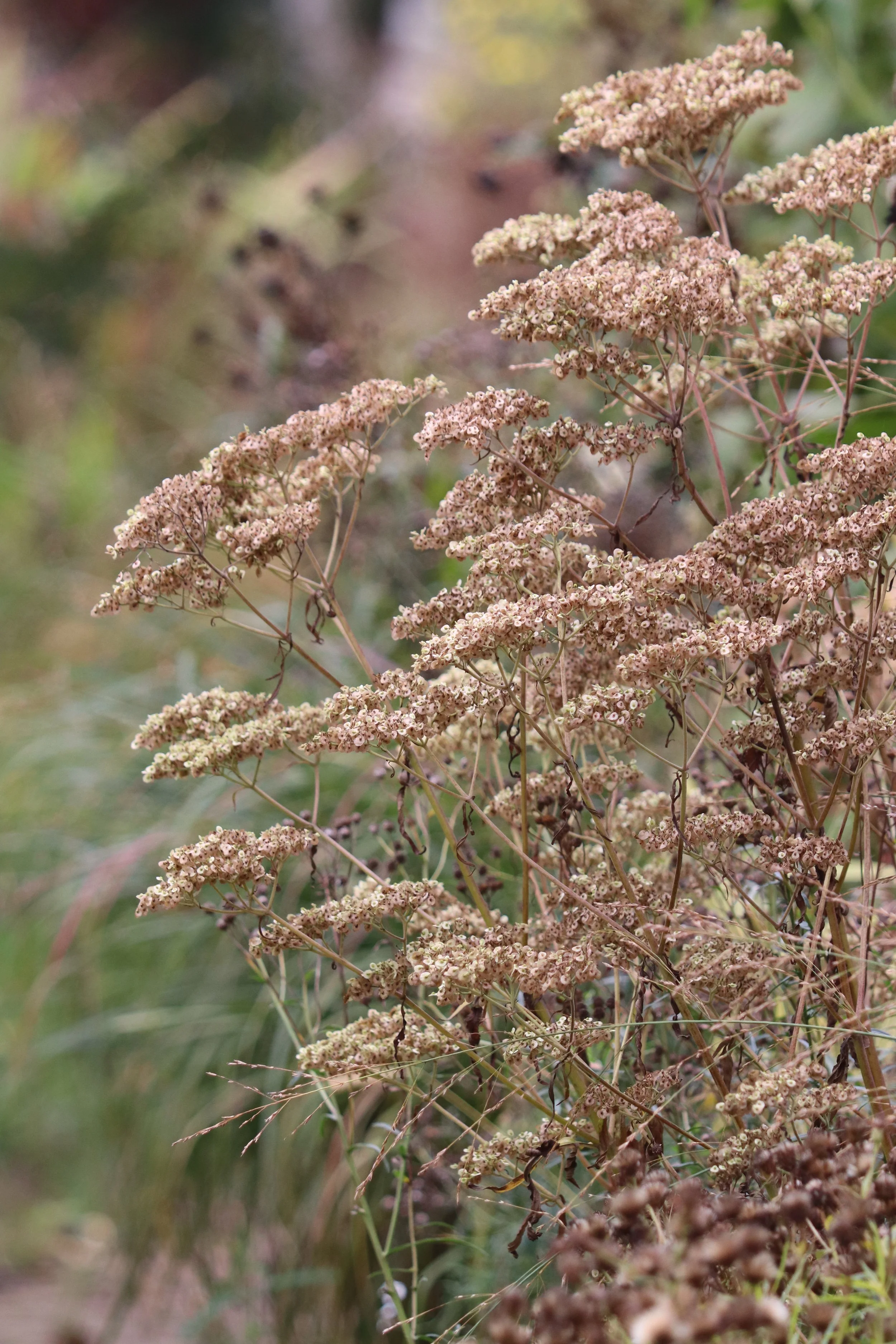 Patrinia monandra syn. punctiflora II.JPG