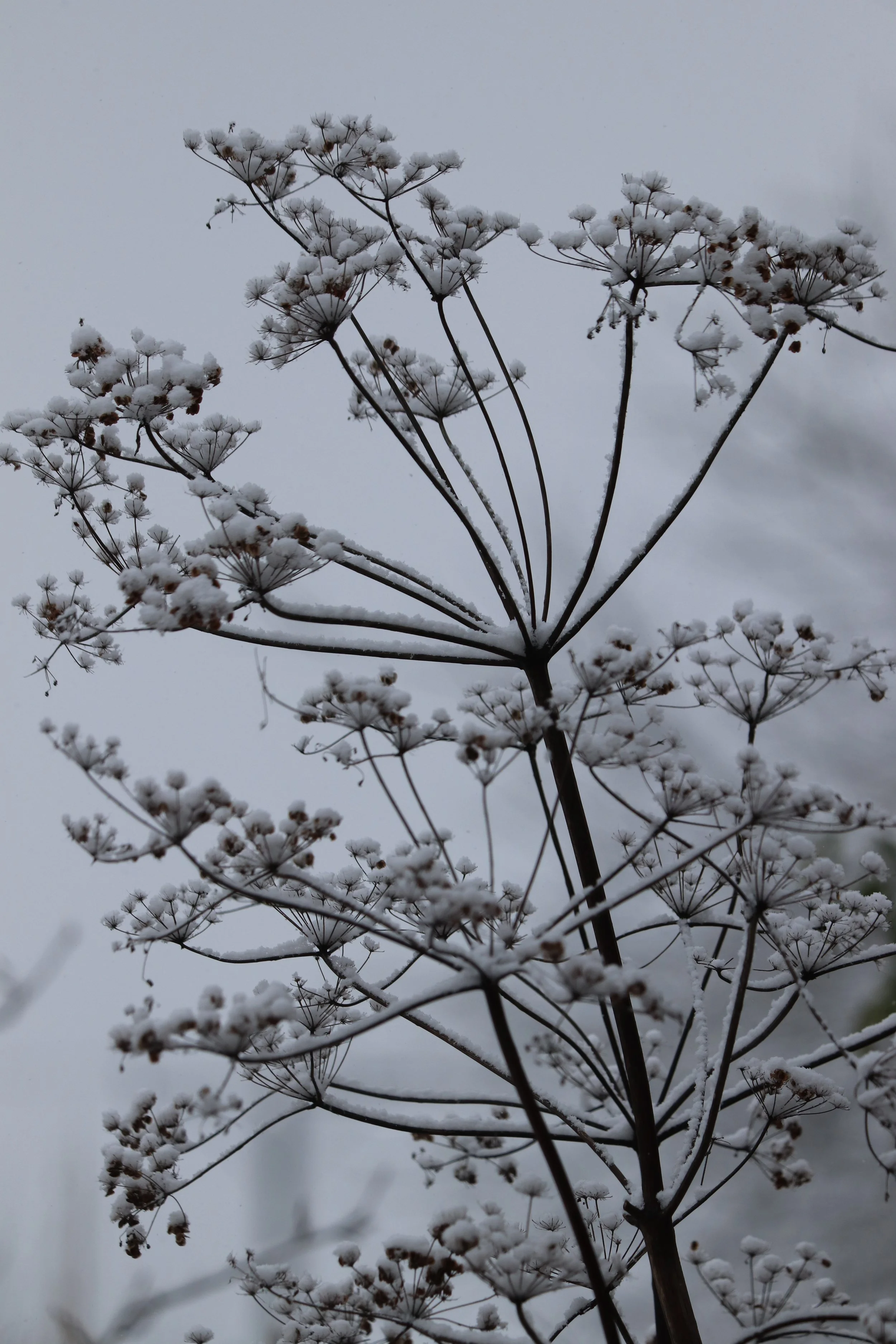 Peucedanum verticillare III.JPG