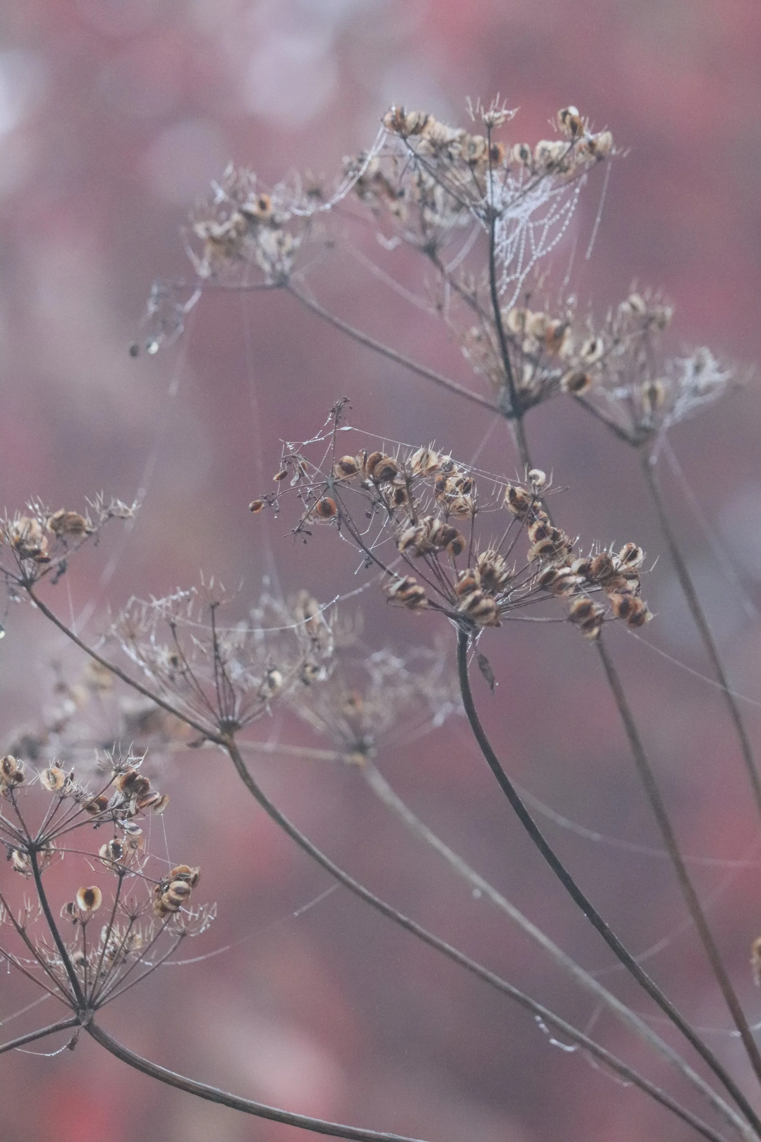 Peucedanum verticillare.JPG