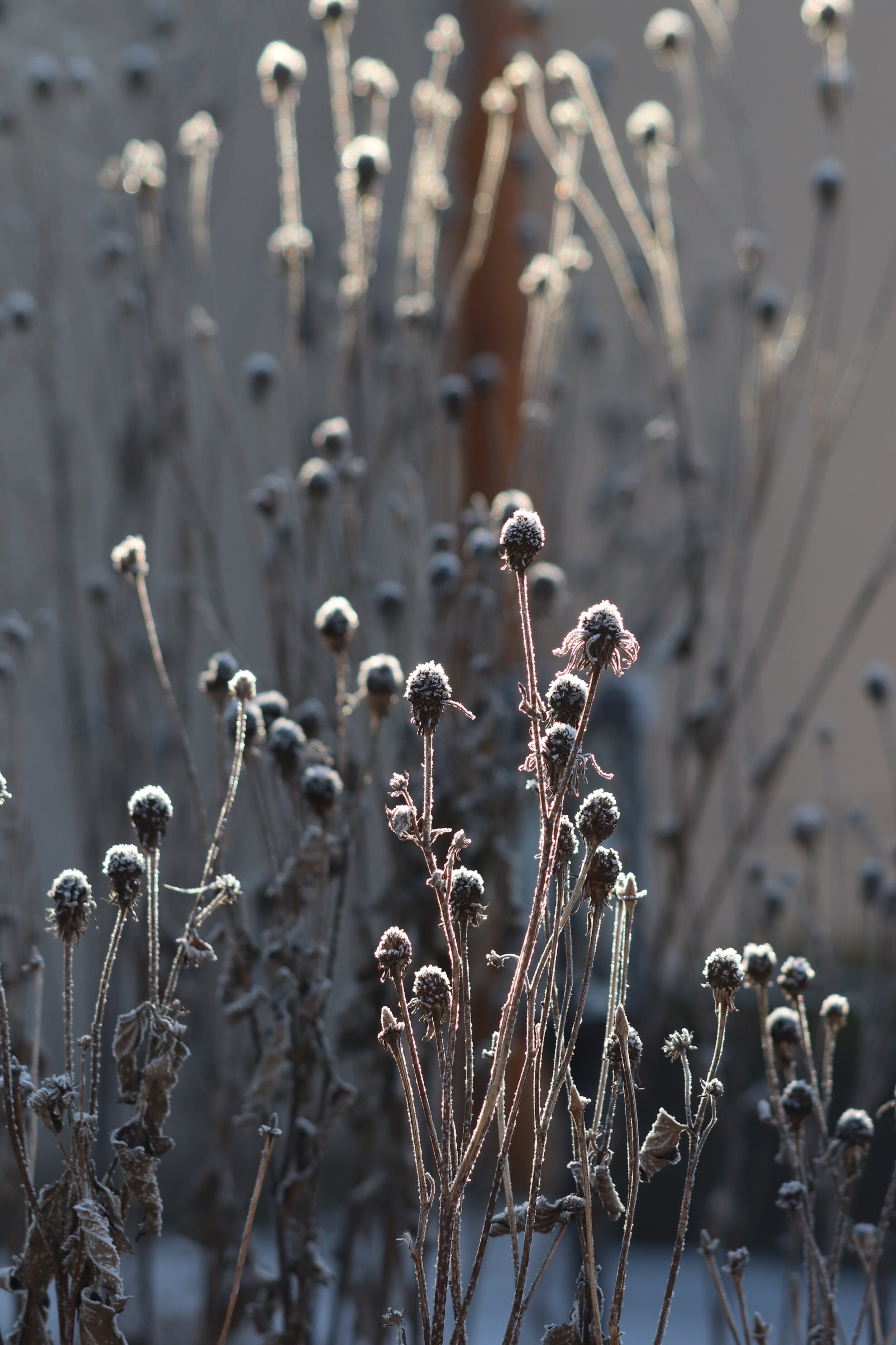 Portrety roślin w czasie rzeczywistym. Mgliste, mchowe z nutą słońca, szronu, dozą śniegu listopadowe i grudniowe zachwyty. Cz.2