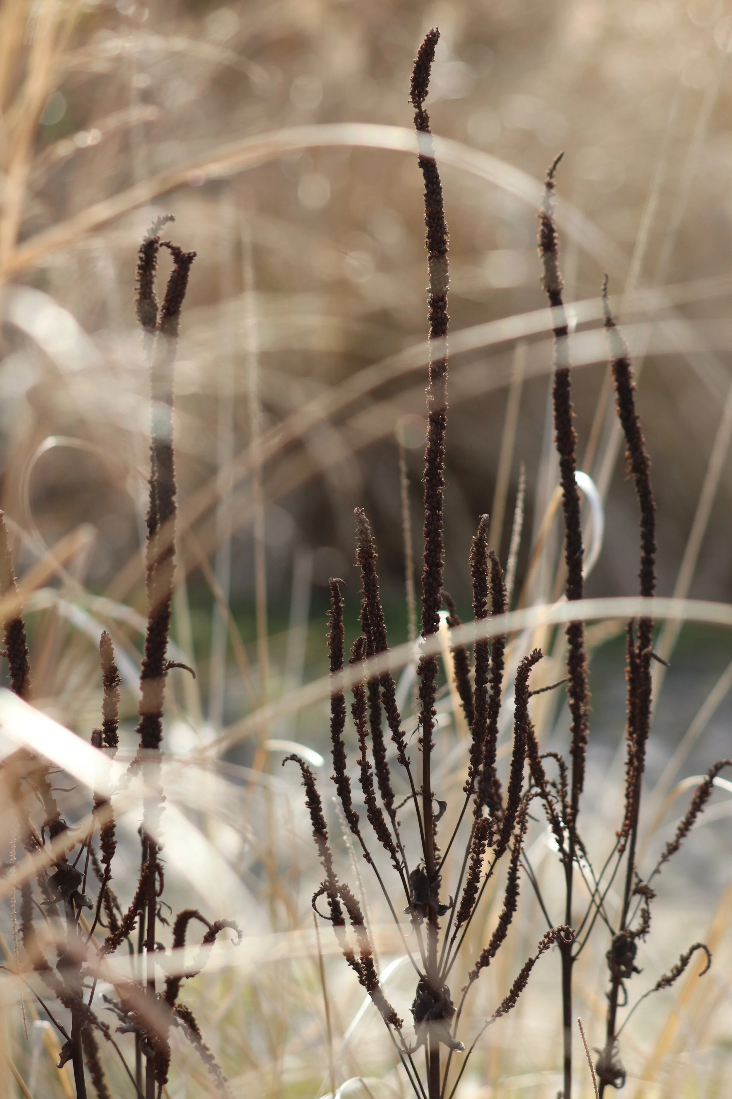 Veronicastrum virginicum _Erica_.JPG