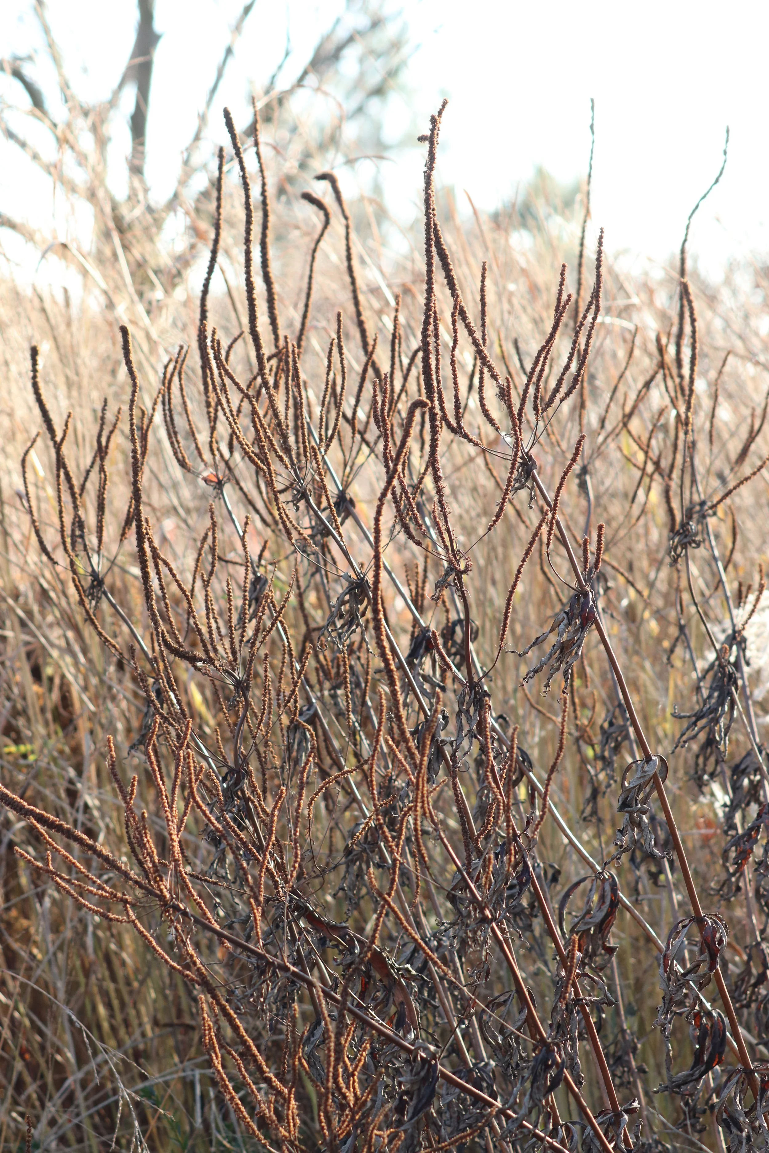 veronicastrum virginicum f. roseum_ iii-1.JPG