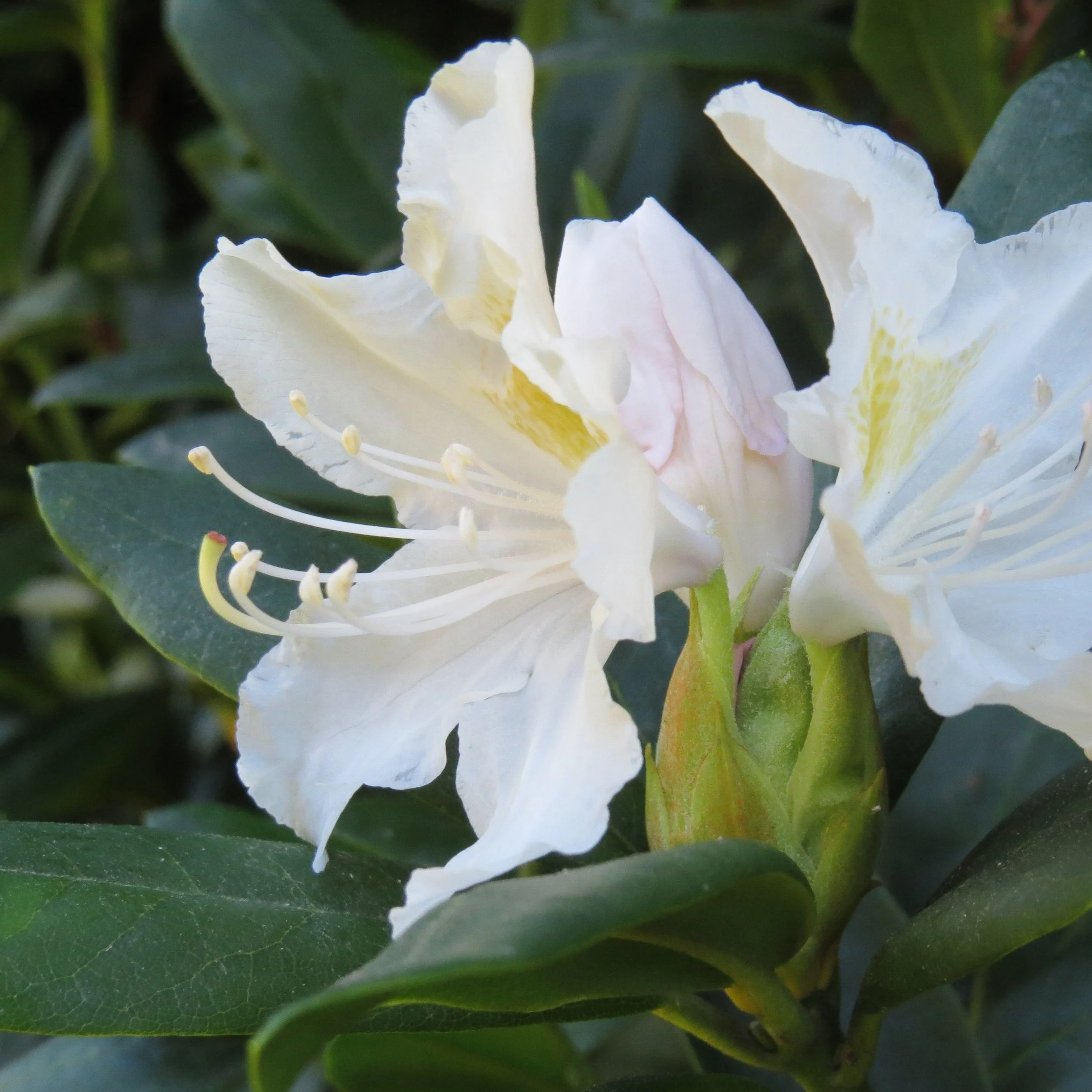 rhododendron.JPG