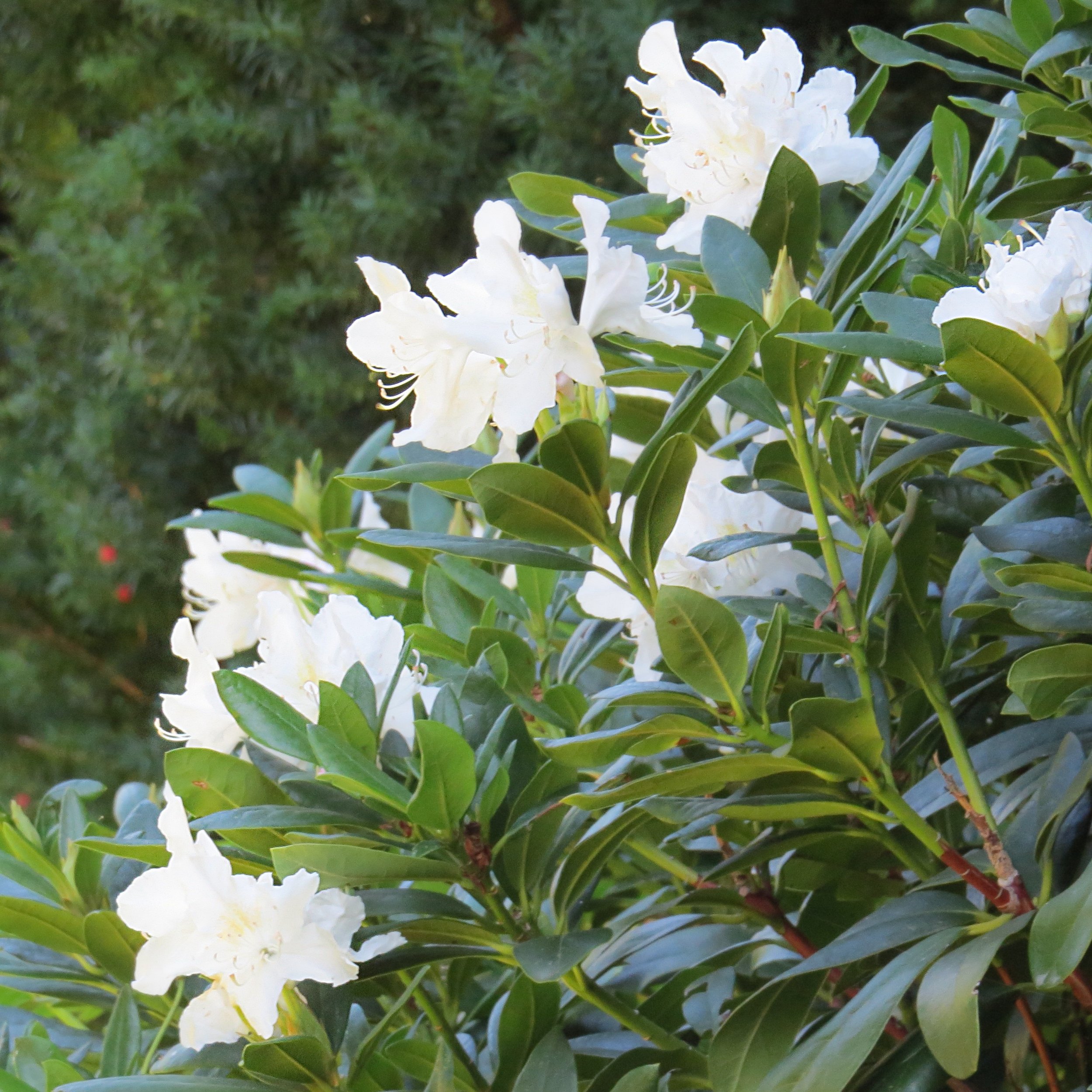 rhododendron1.JPG