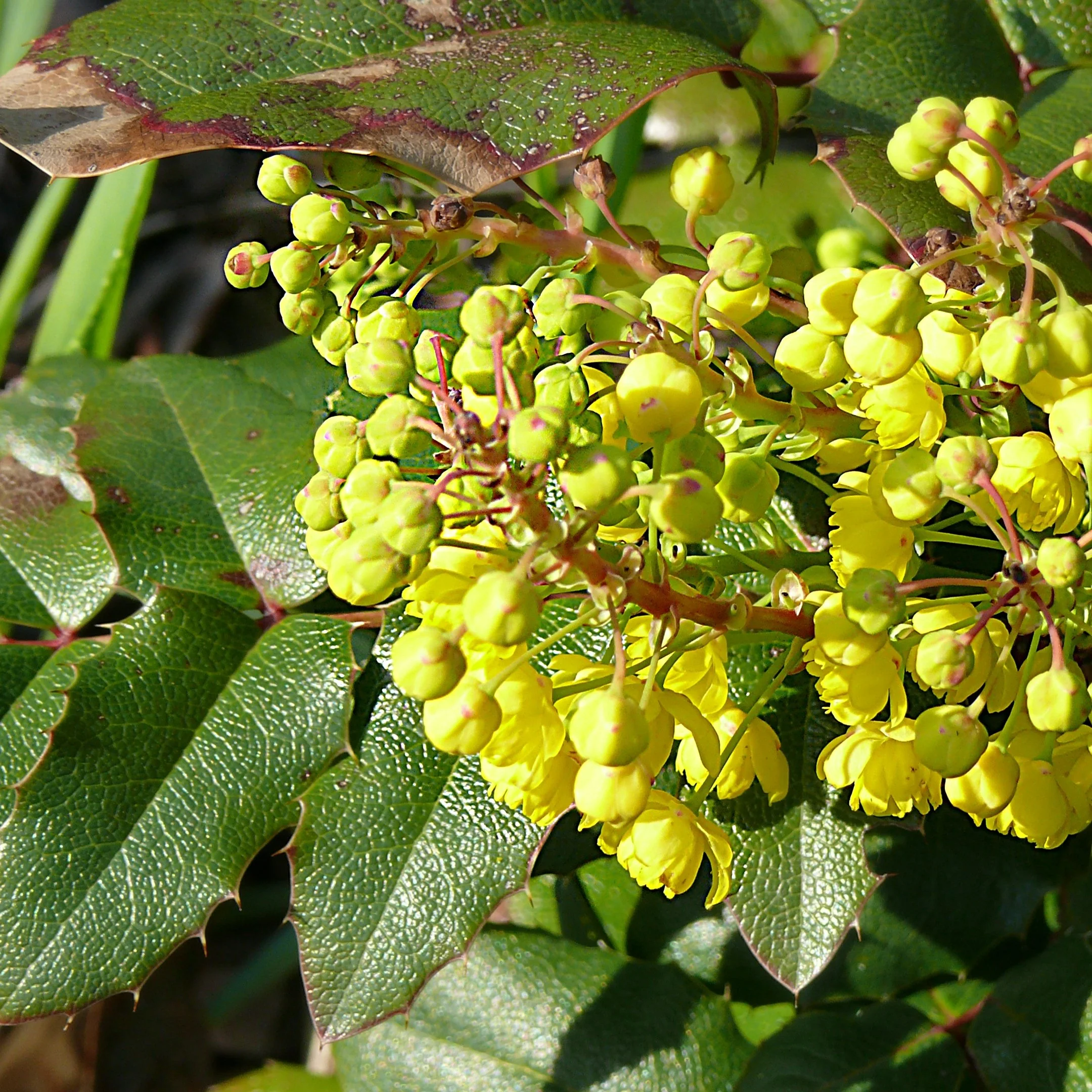 mahonia.4.JPG