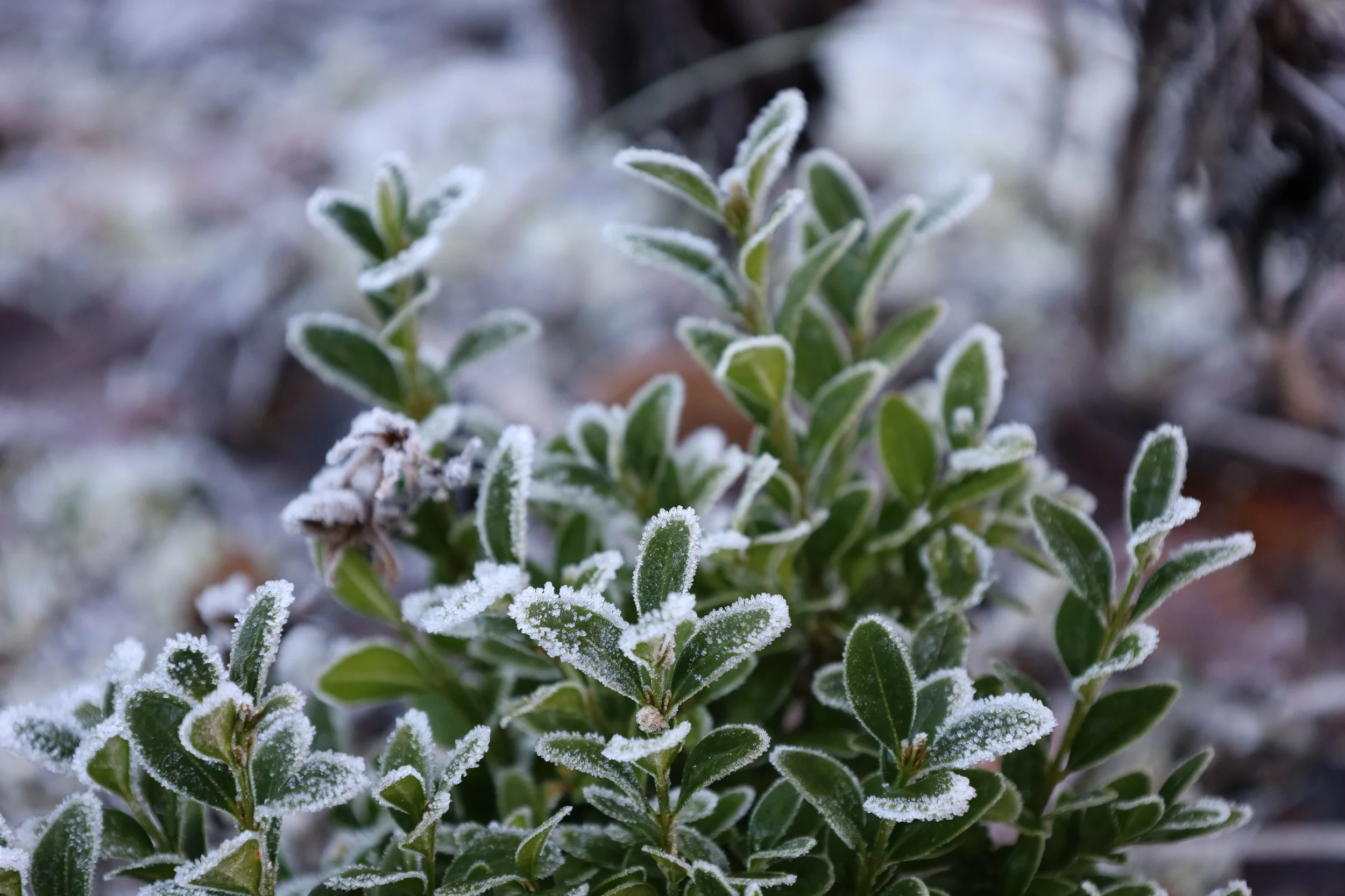 5 zimozielonych krzewów liściastych