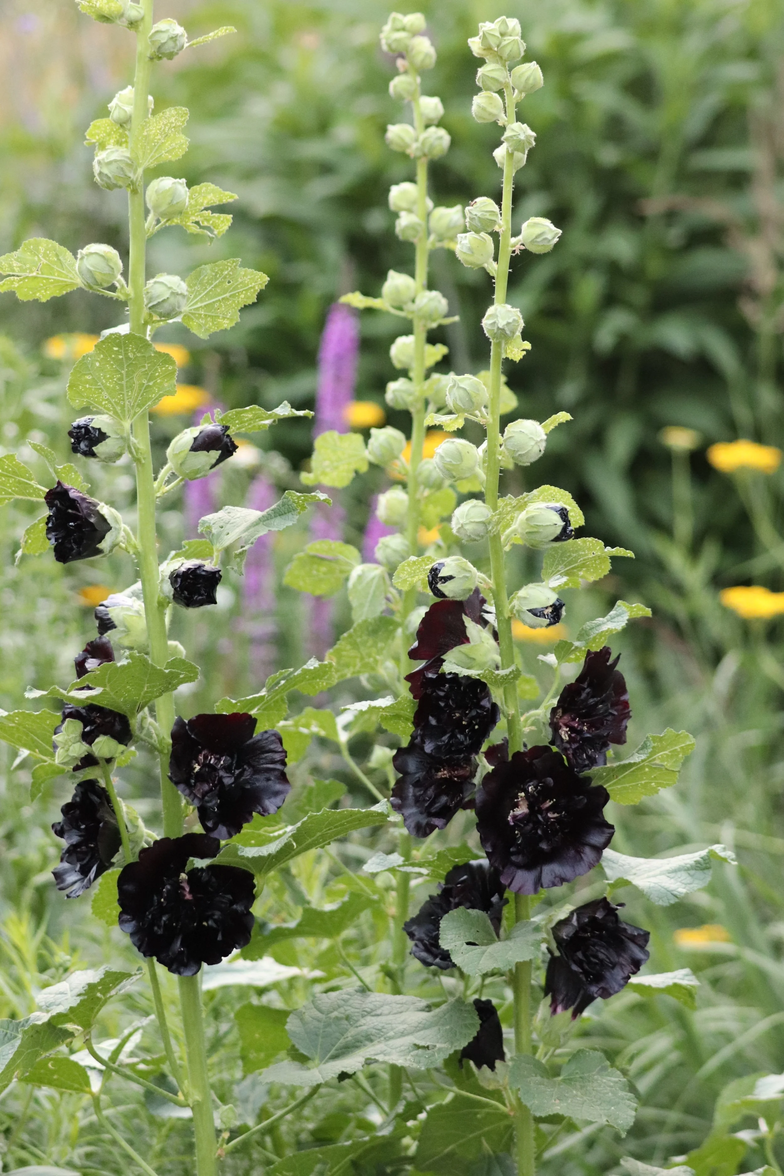 Alcea rosea var. nigra.JPG