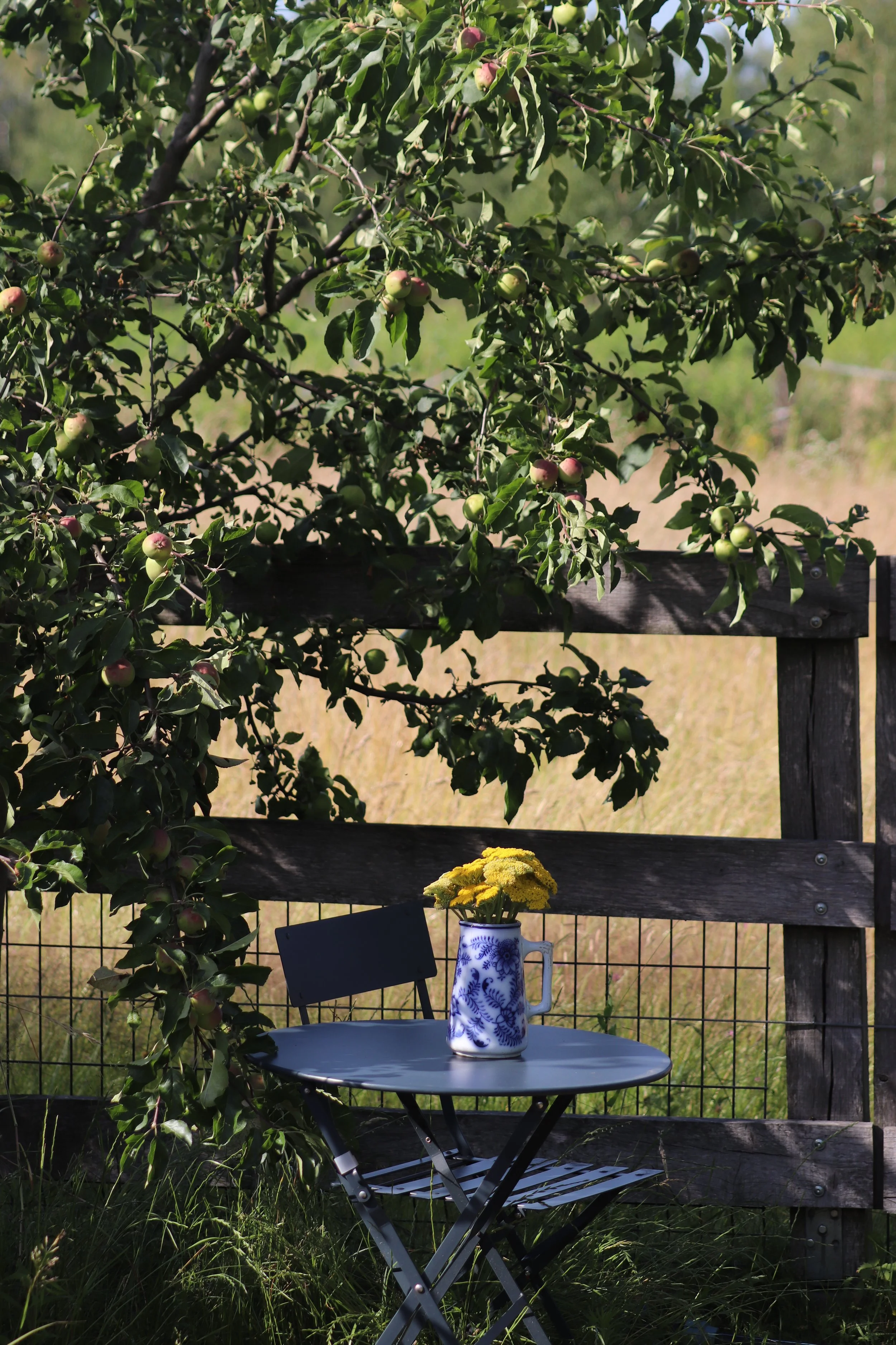 Jabłoń Kronselka.JPG