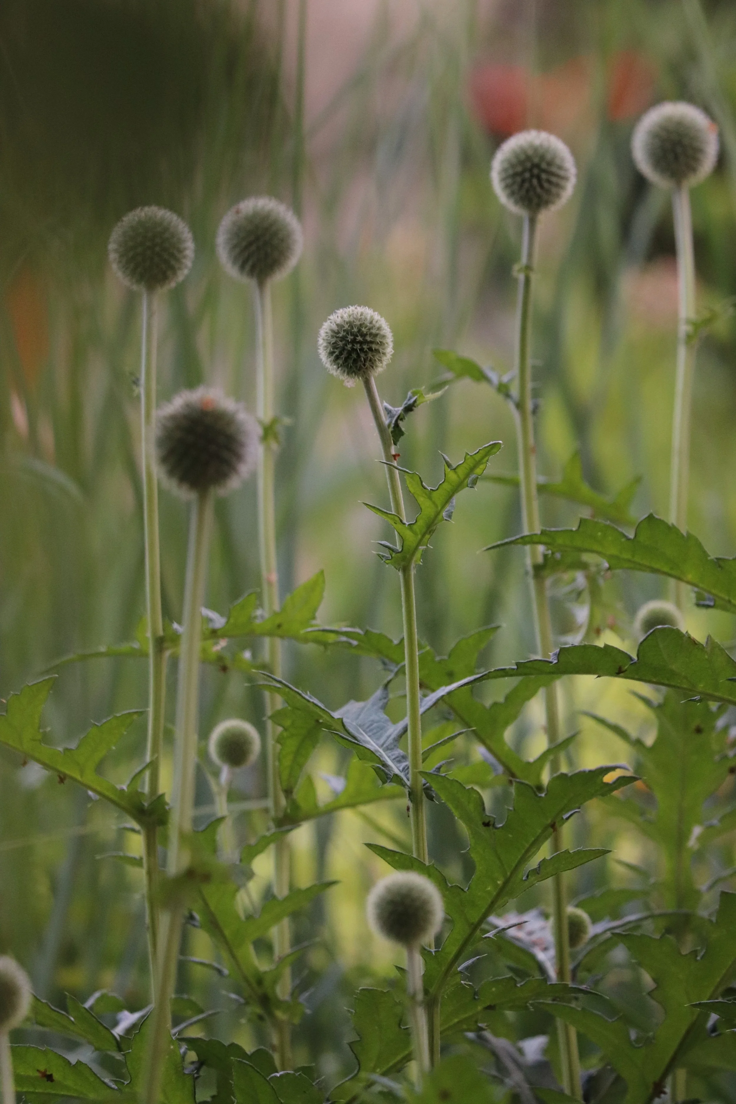 Echinops sphaerocephalus.JPG