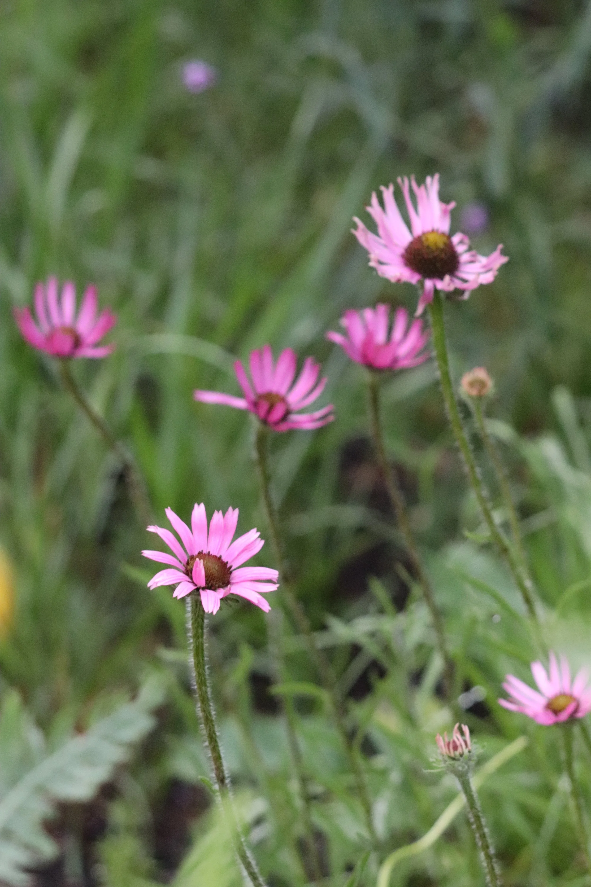 Echinacea tennesseensis 'Rocky Top'.JPG