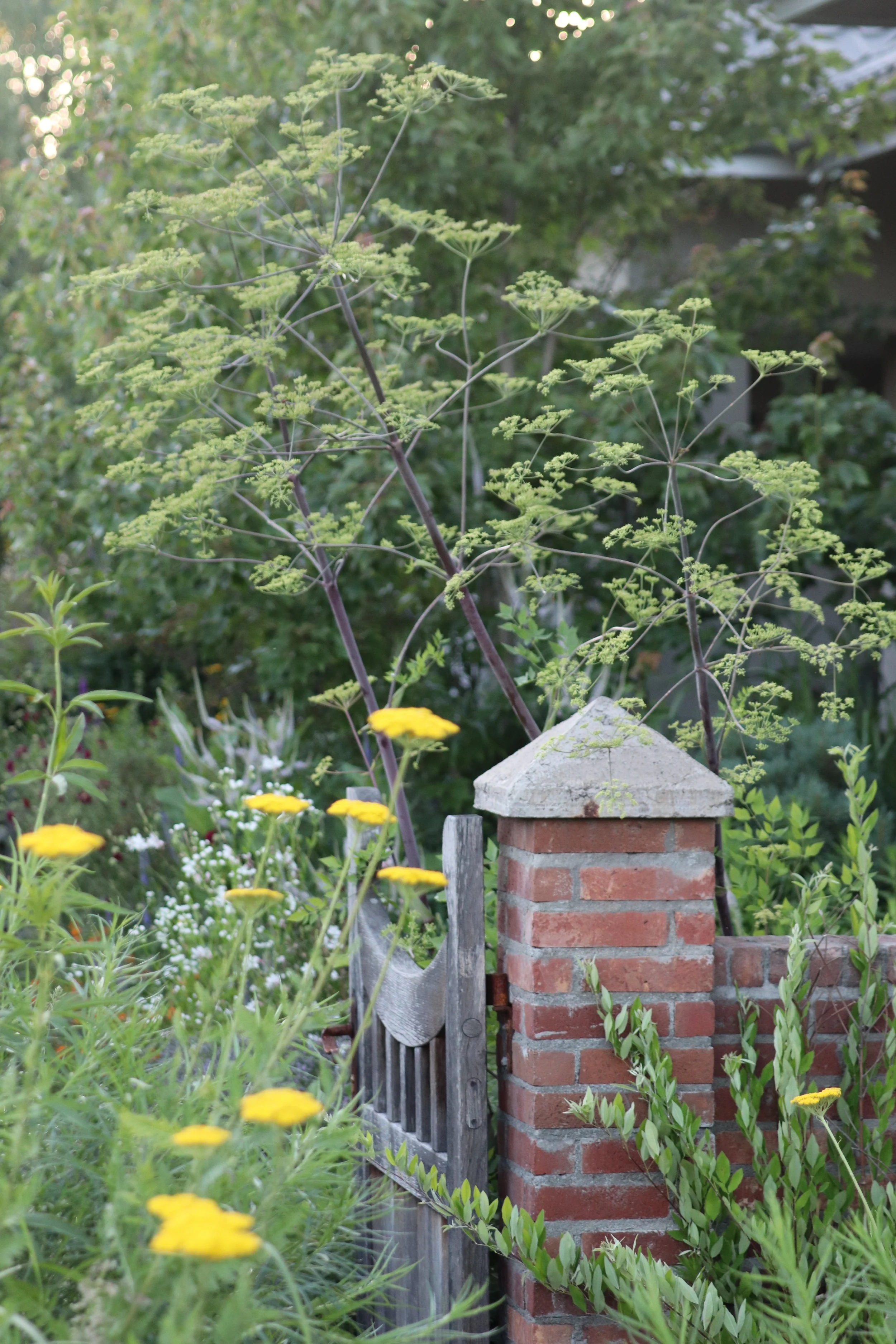 Peucedanum verticcillare.JPG