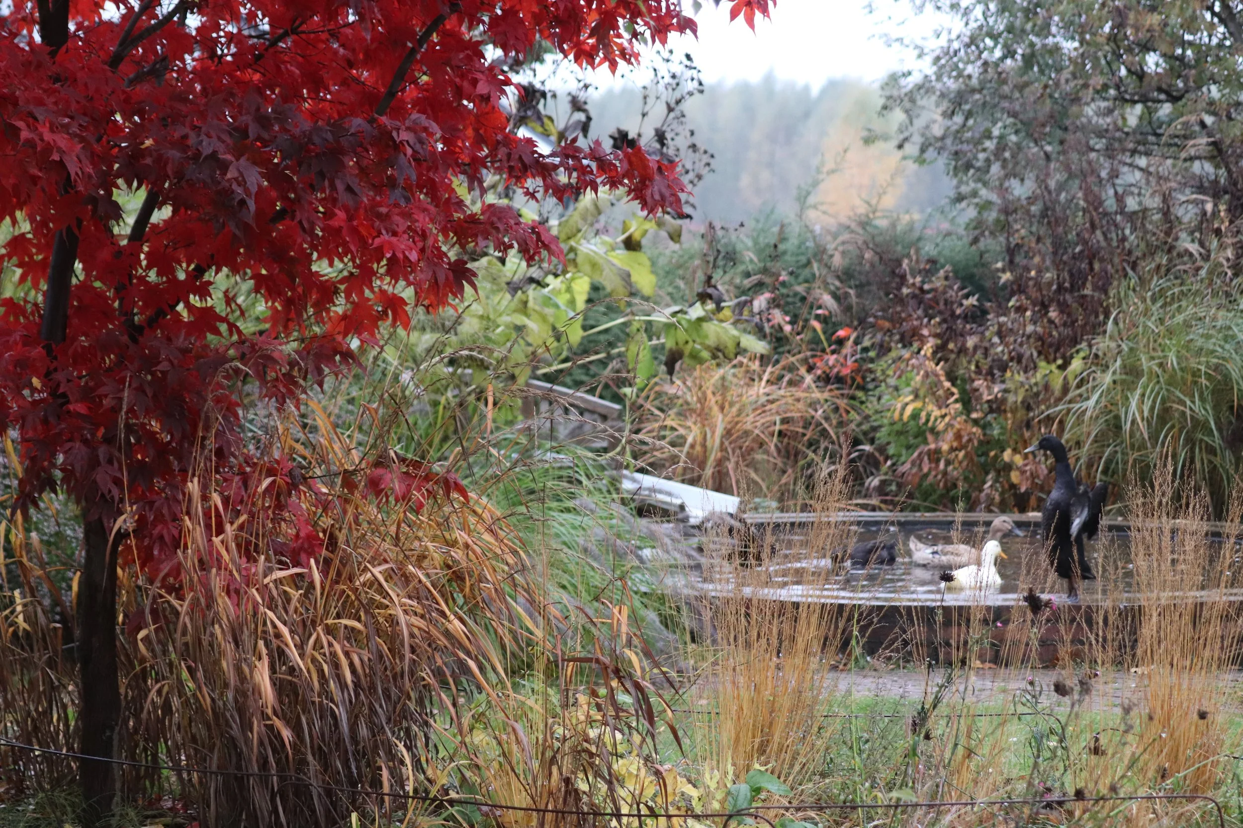 Podróż po ogrodzie naturalnie zmiennym. Molinia Garden – ogród jaki był a jest teraz i jak to się wszystko zaczęło.