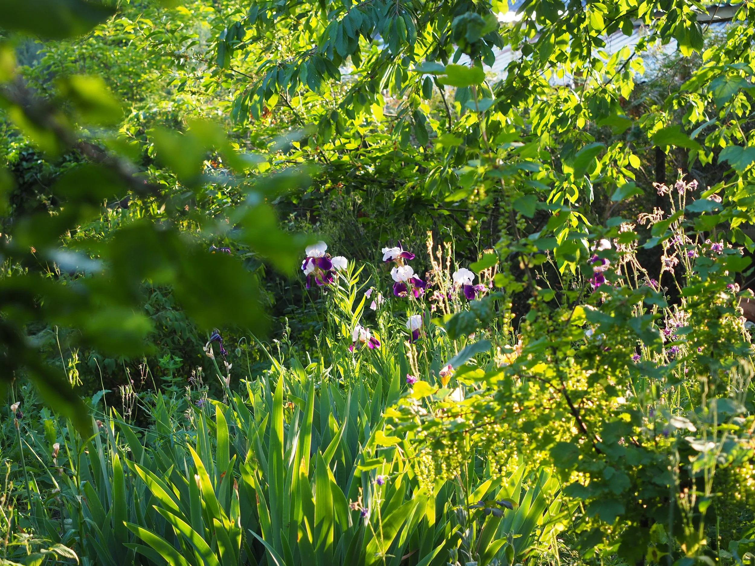 Ogród siedliskowy. Jak projektować w zgodzie z przyrodą?