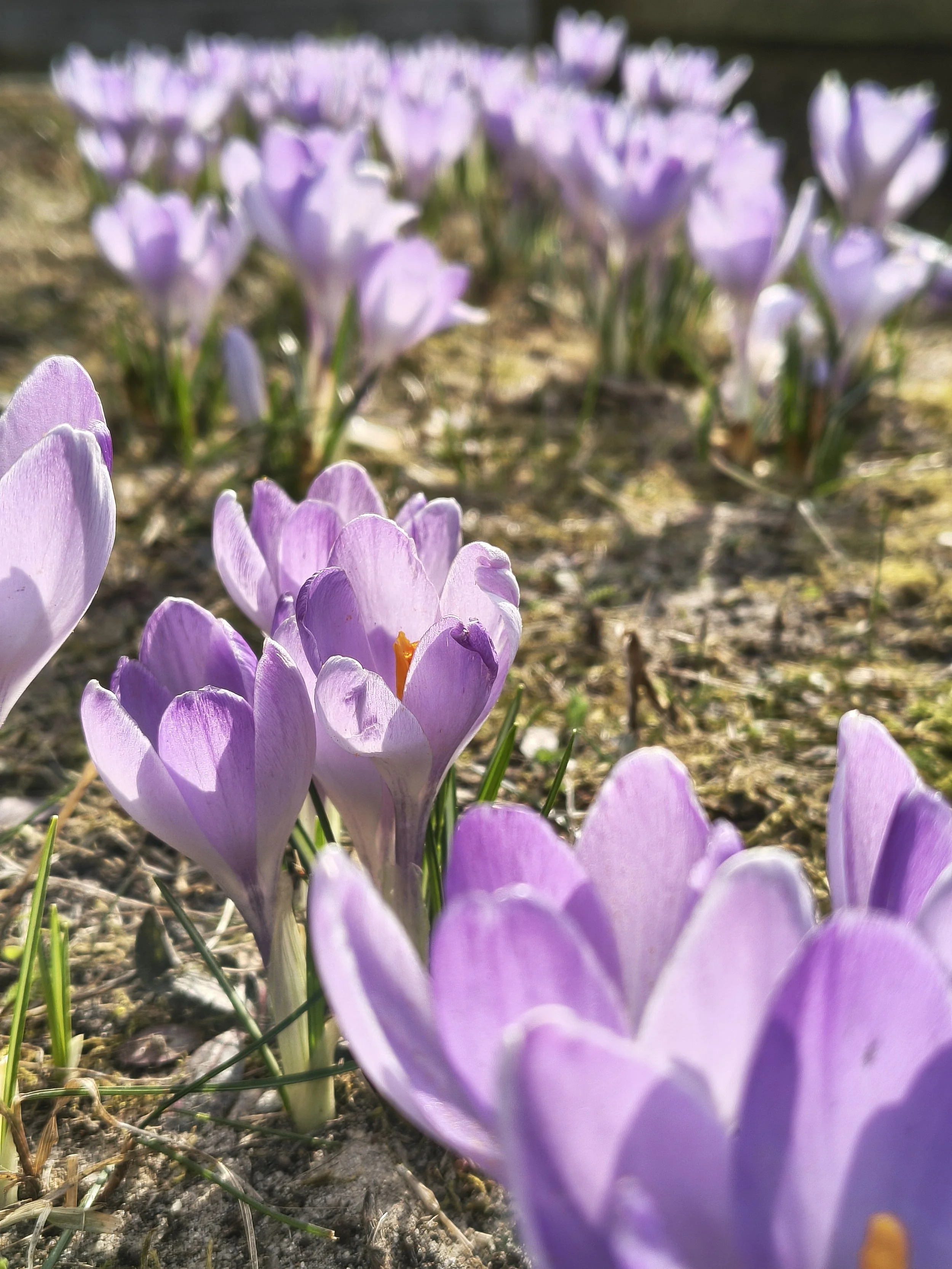 Posadź sobie nadzieję