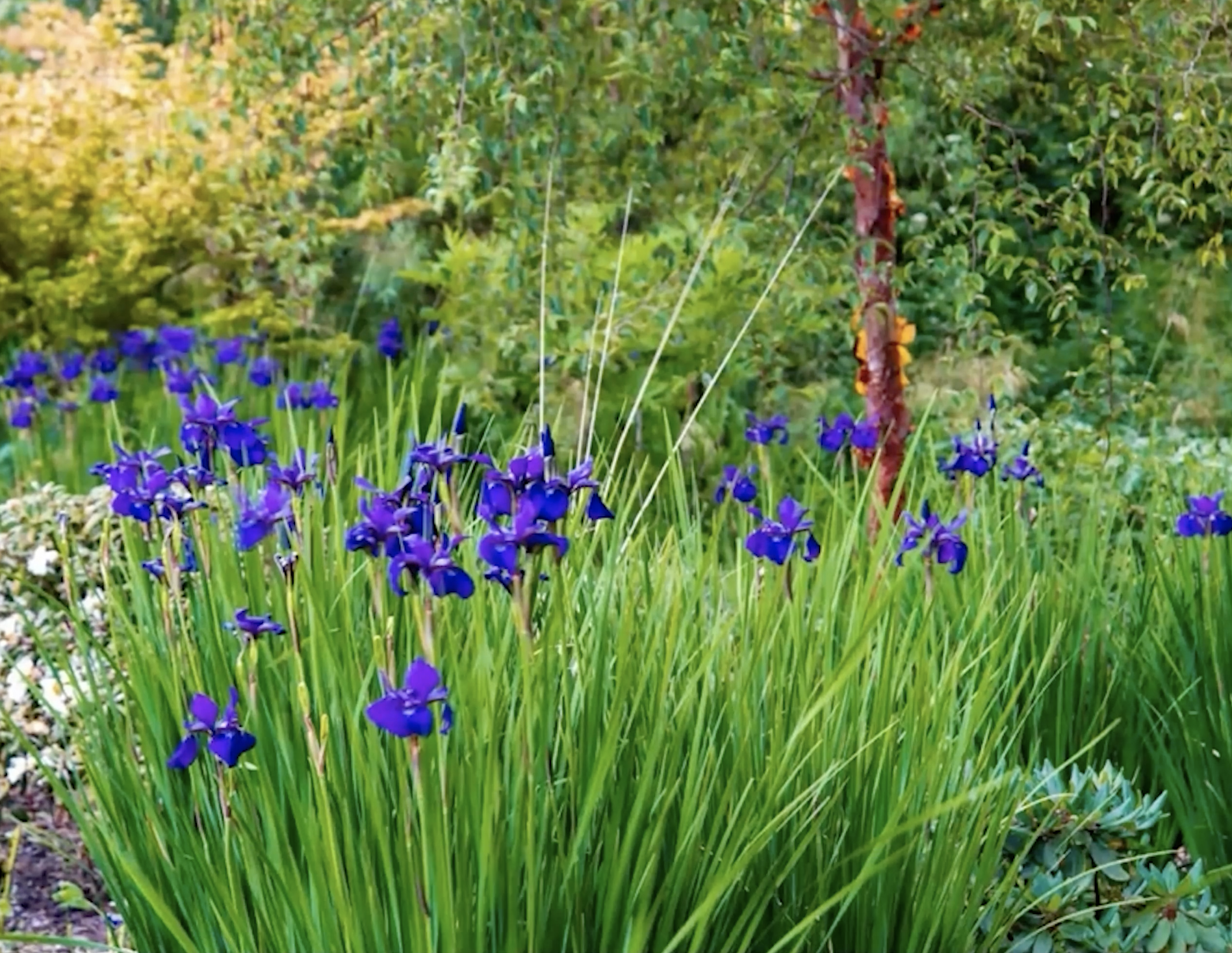 Podmokła działka. Problem czy początek ciekawego ogrodu?