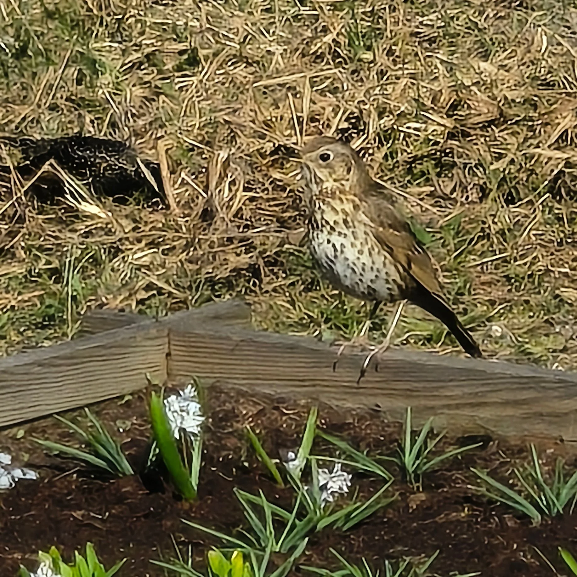 Nie wszystko dobre, co się świeci