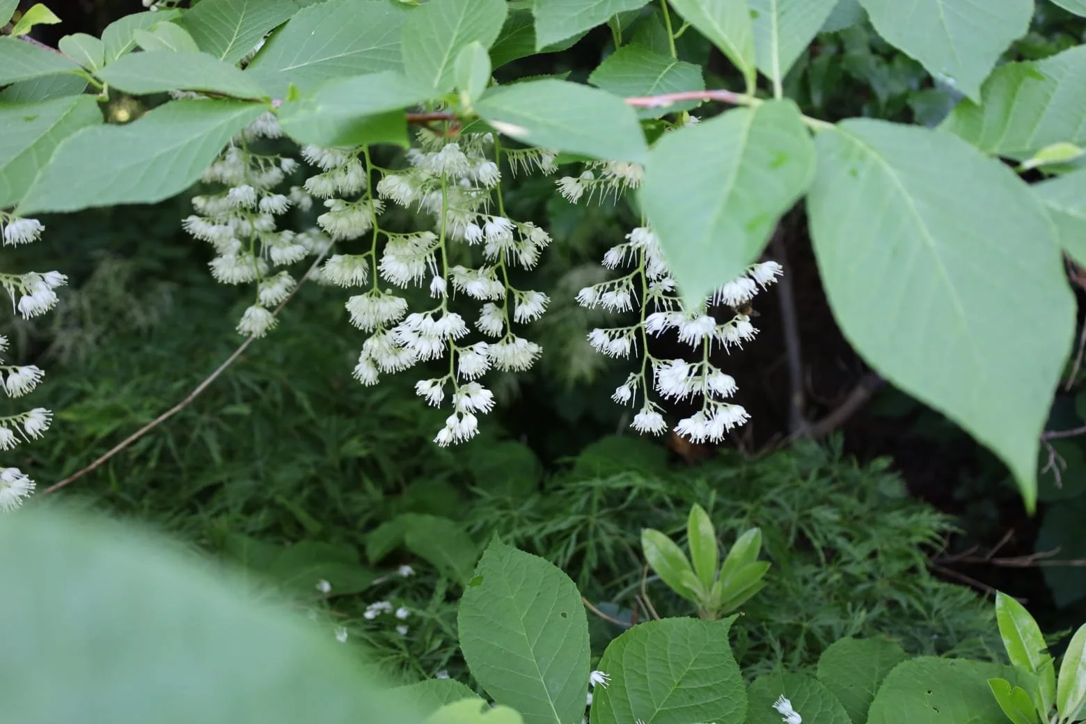 Pterostyrax hispida (Styrakowiec japoński). Egzotyczny rarytas w ogrodzie.&nbsp;