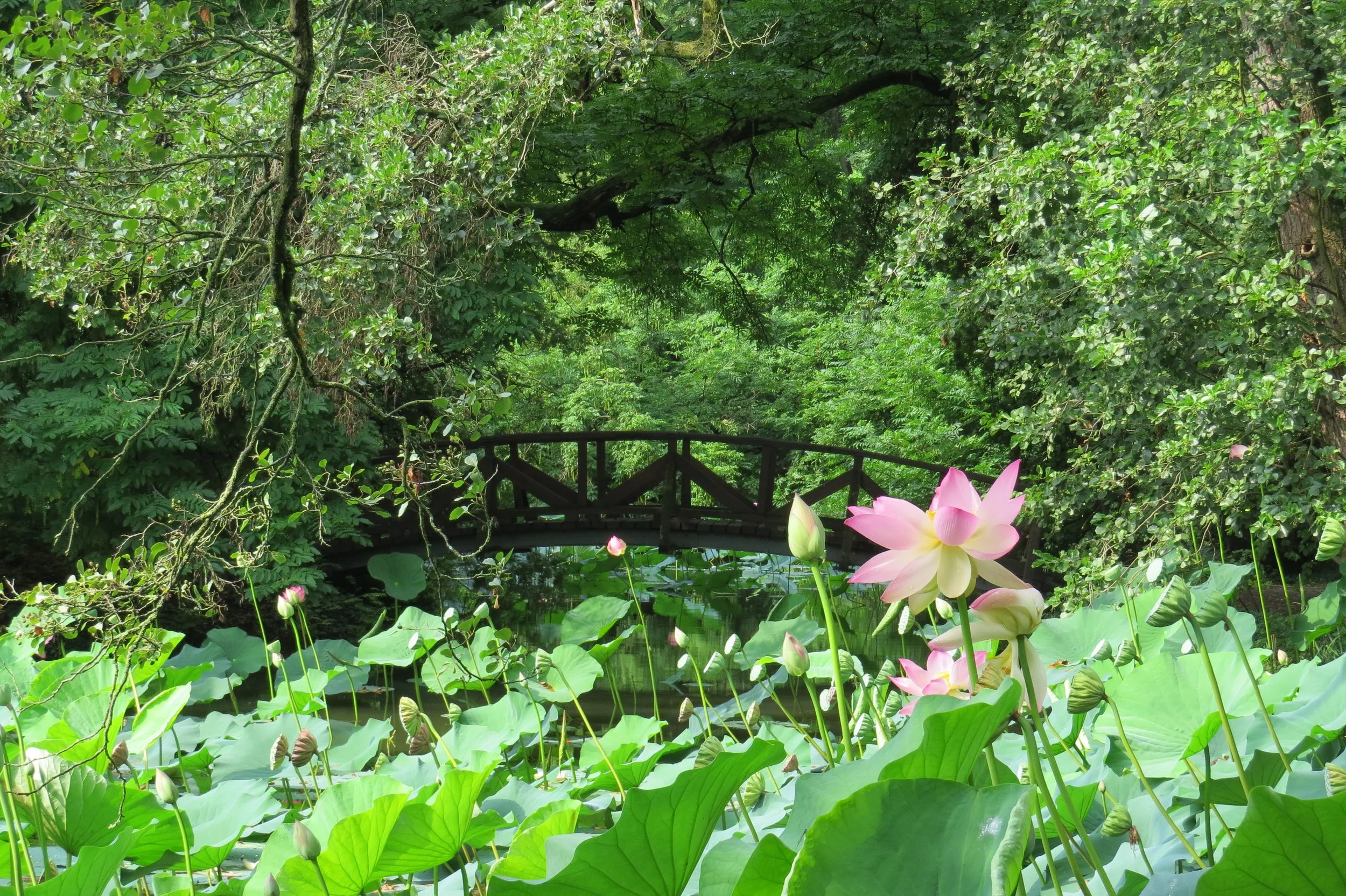Węgierski ogród z duszą: Ogród Botaniczny w Vácrátót