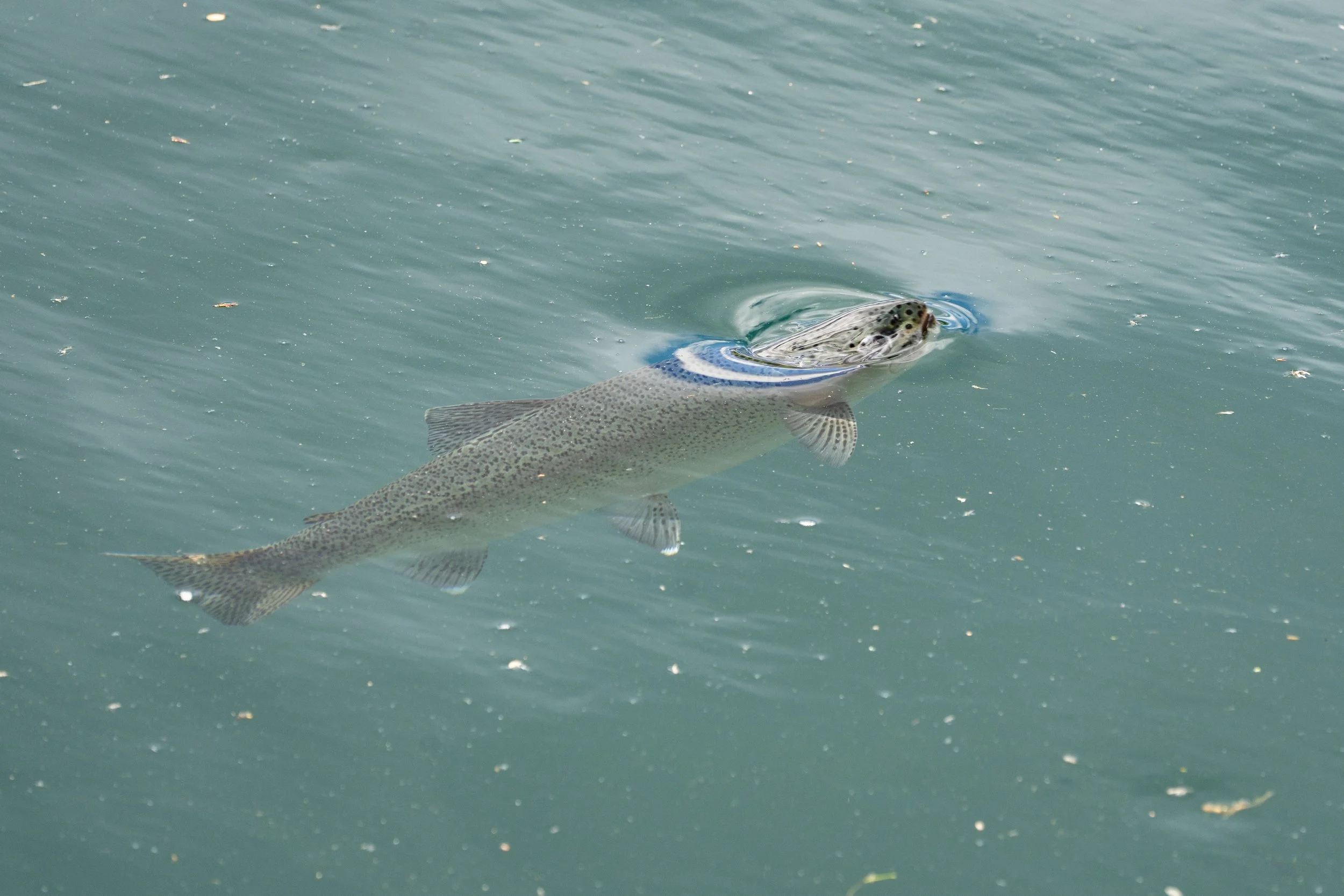 Why Every Angler Should Fish Patagonia’s Spring Creeks — El Encuentro ...