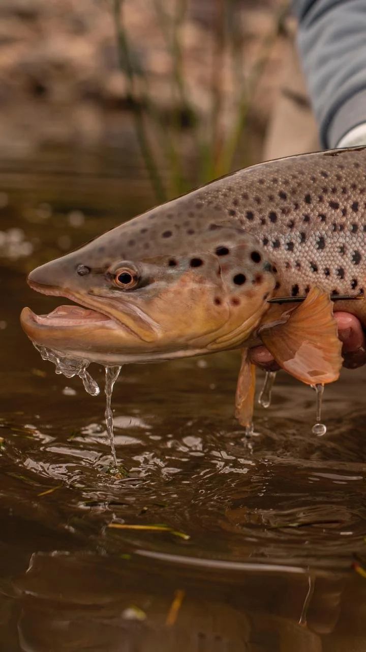 Image 2021-05-06 at 8.53.38 PM.jpeg