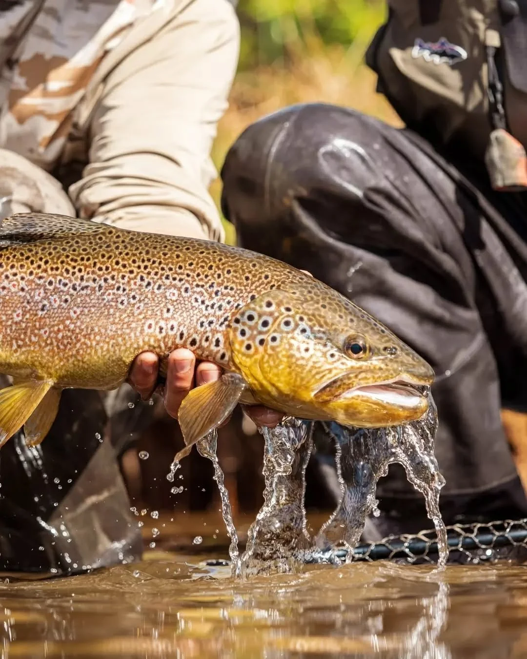 Brown trout like this aren't just found by chance. They're pursued by our guides who have spent their lives learning every bend and every riffle, to give you the perfect opportunity at these incredible fish.&nbsp;

#elencuentroflyfishing #flyfishing 