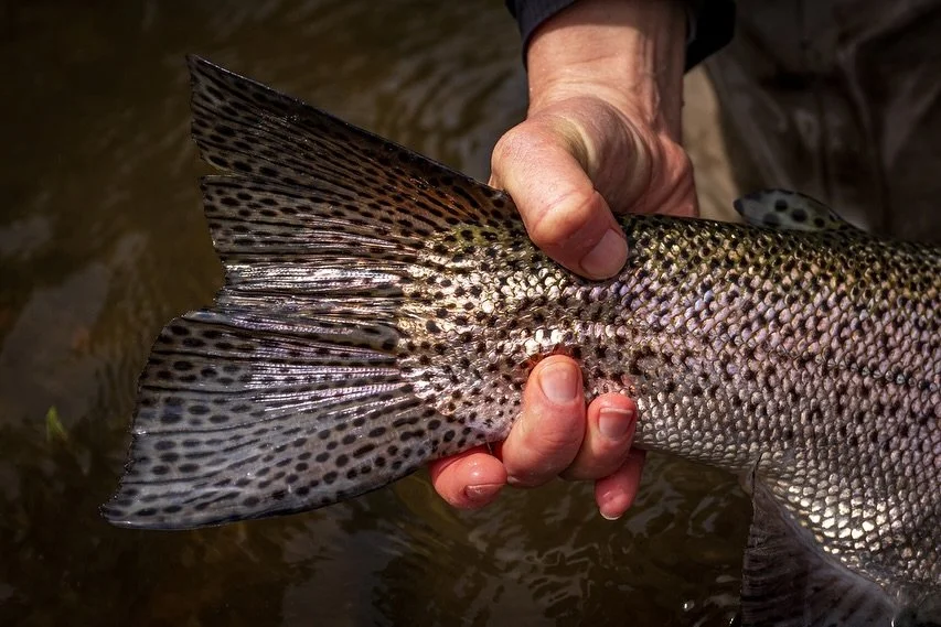 The experience is in the details. The pattern on a fish, the rumbling sound of new waters and the crisp air brushing past you on the water. Big moments have their place but sometimes the smallest details are what you&rsquo;ll remember the most. 

#el
