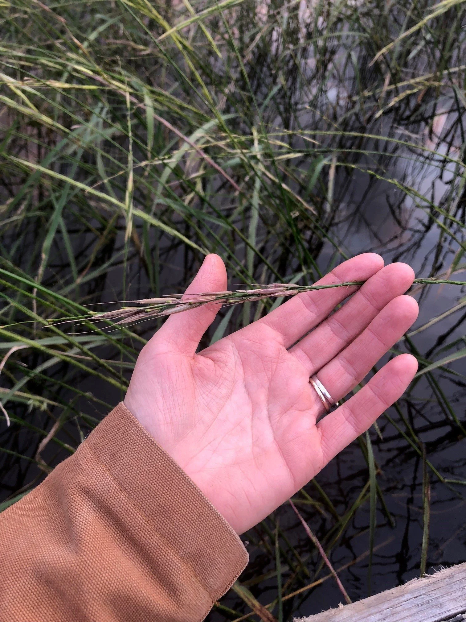 Against The Grain Wild Rice